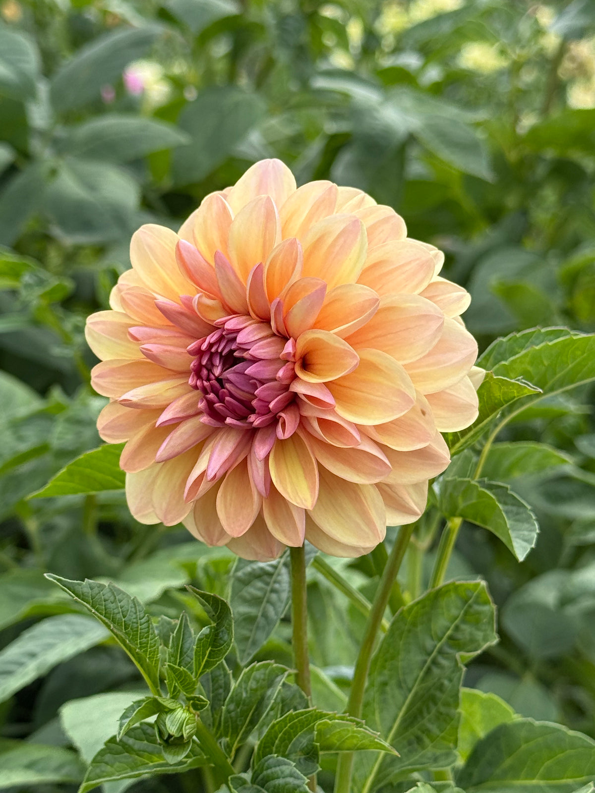 Sturm Sweet Maria Dahlia Tuber - *Product NOT sold out*  SALES START SUNDAY MARCH 1ST AT 4PM