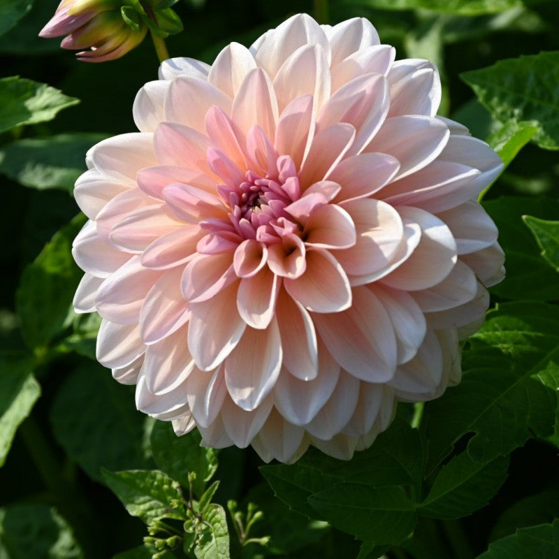 Sturm Sweet Maria Dahlia Tuber *DUTCH TUBER STOCK*