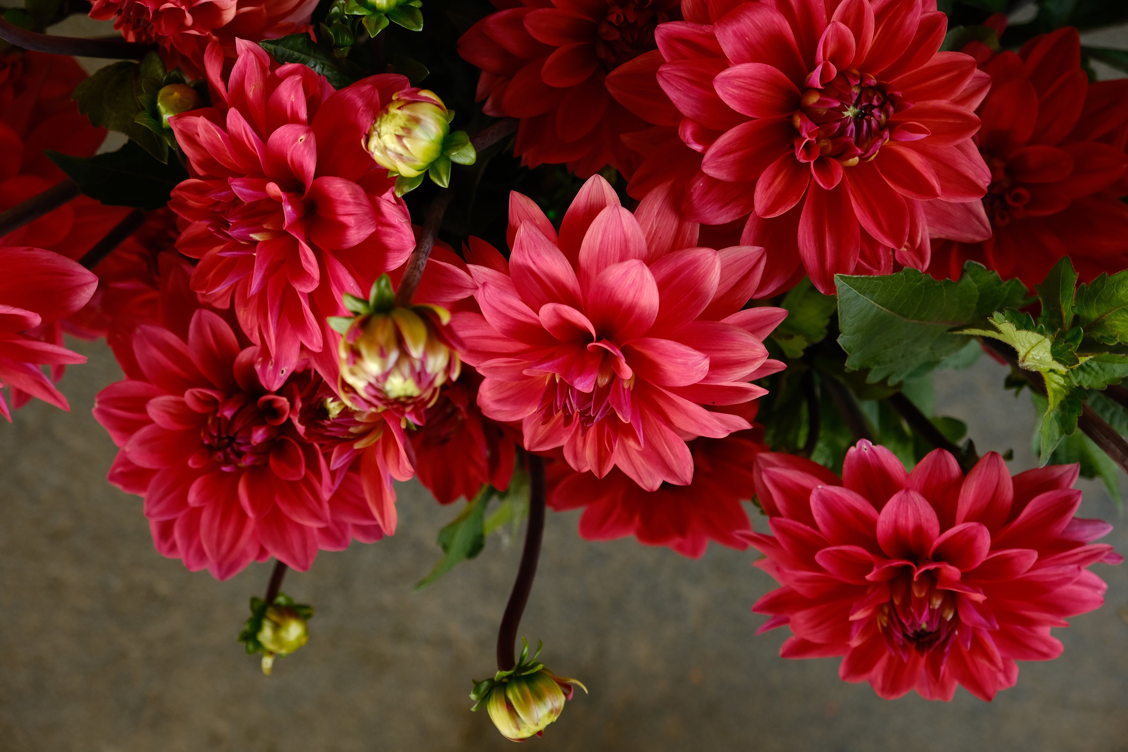 American Dawn Dahlia Tuber - *Product NOT sold out* COMING MARCH 3RD 2024!