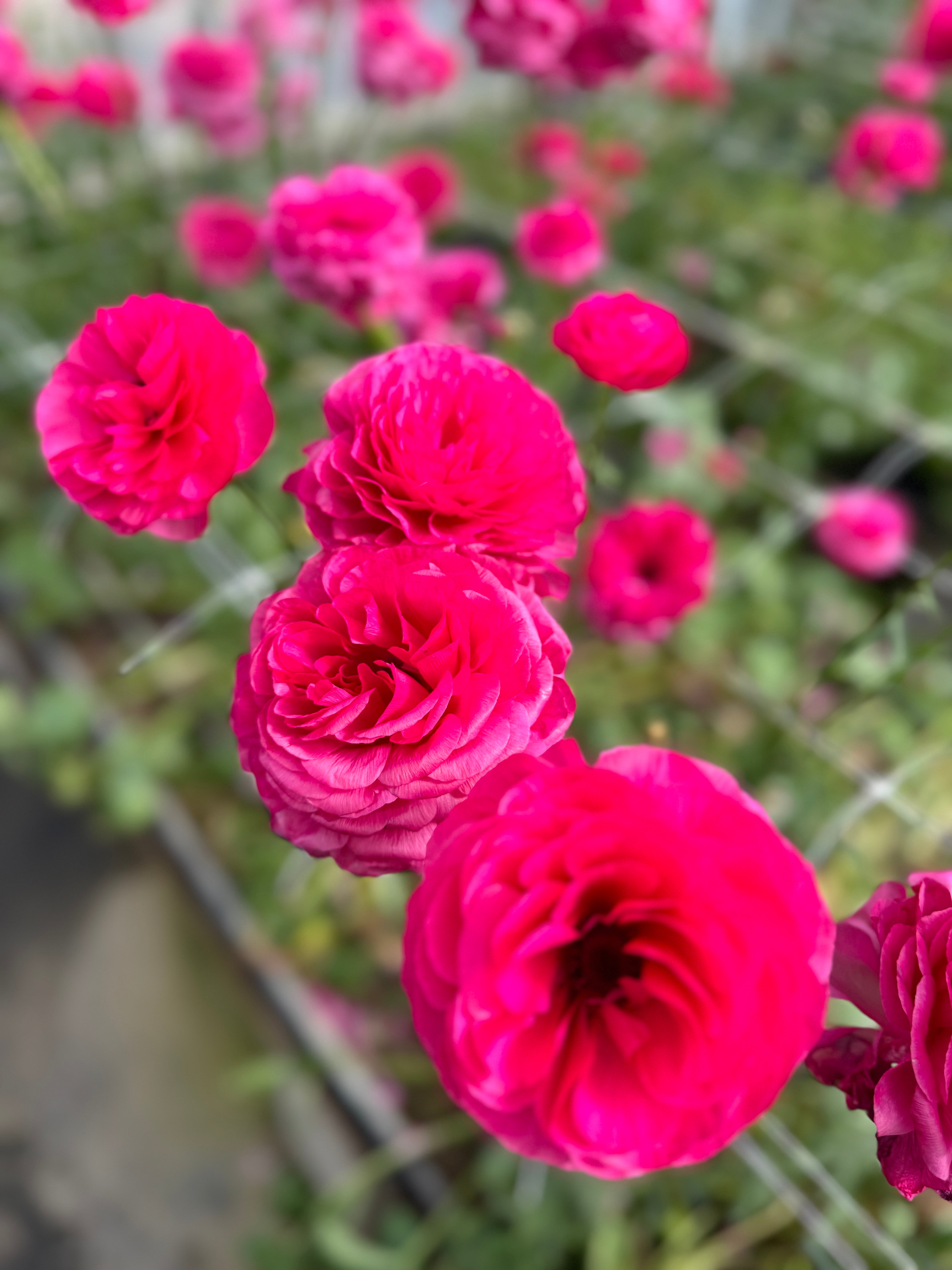 Italian Ranunculus Hot Pink Corms