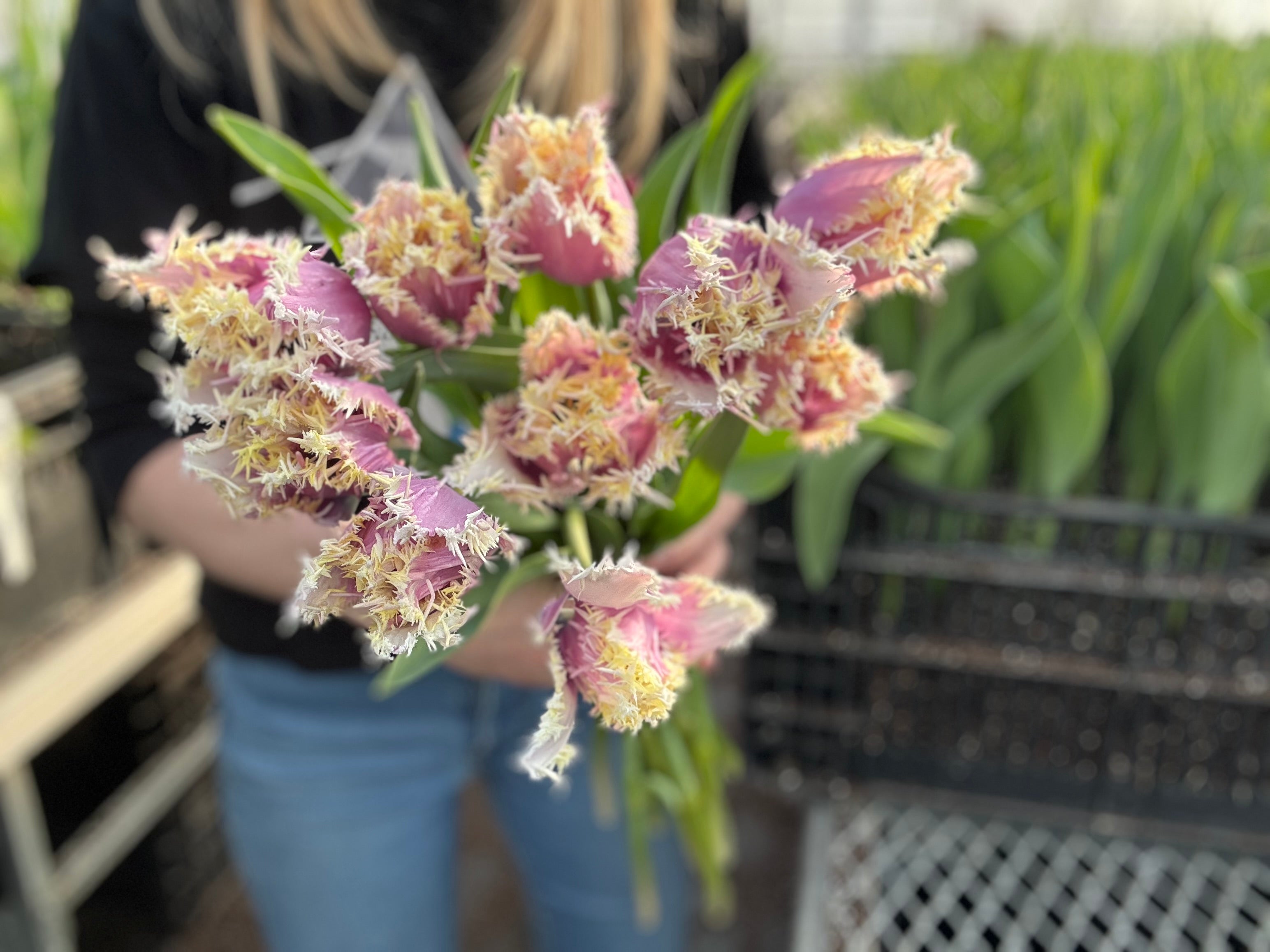 Crunchy Cummins Tulip Bulbs
