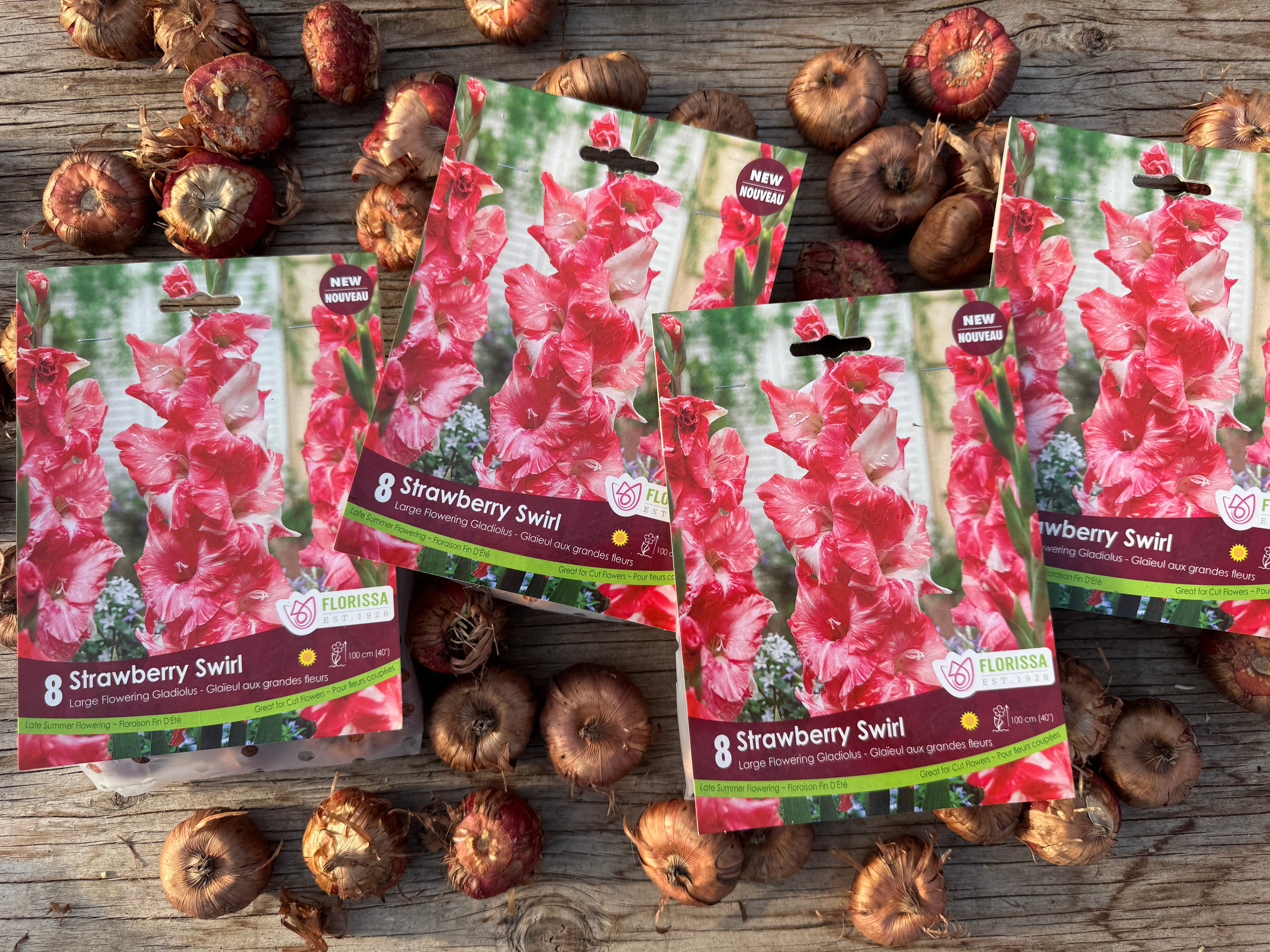 Strawberry Swirl Gladiolus Corms