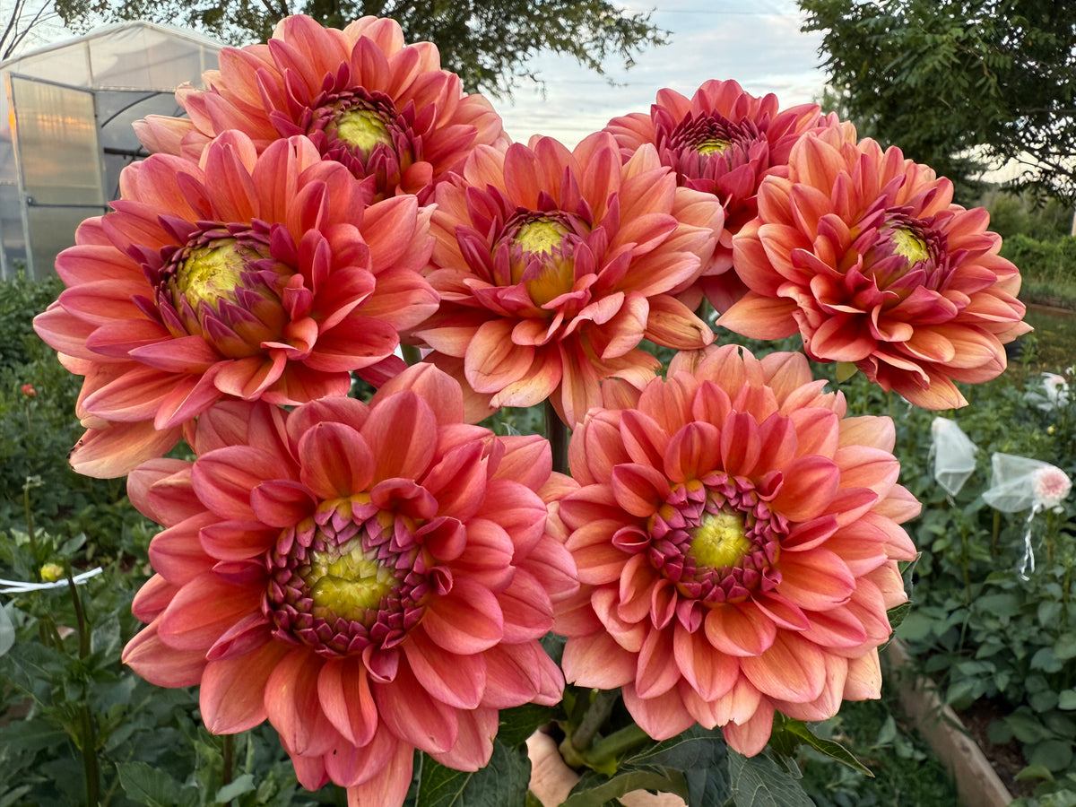 Salmon Runner Dahlia Tuber - *Not Sold Out* SALE COMING IN MARCH OF 2027
