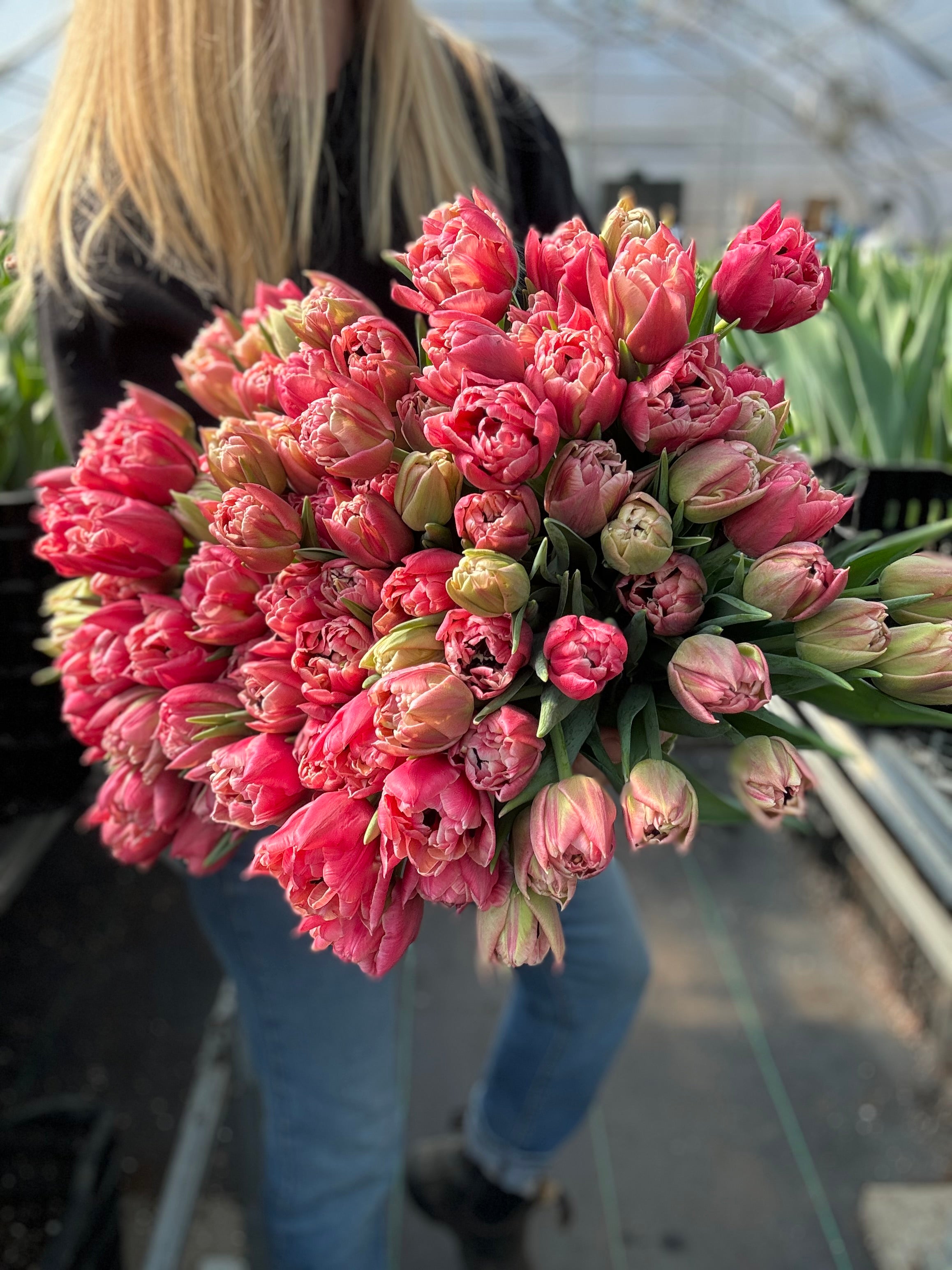 Verona Sunrise Tulip Bulbs - COMING SEPTEMBER 7TH AT 5PM