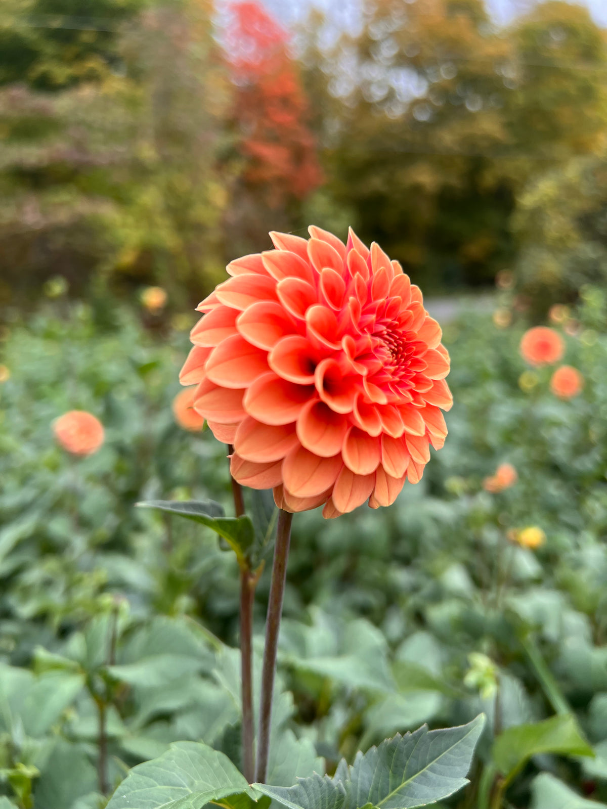 Rose Toscana Dahlia Tuber - *Not Sold Out* SALE COMING IN MARCH OF 2027