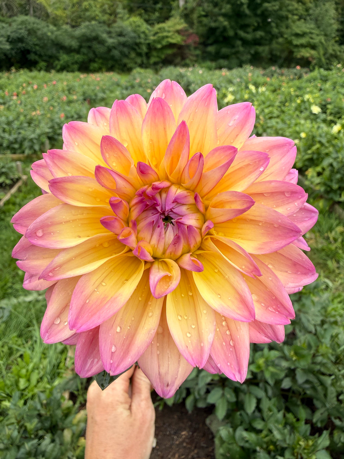 Modriaan Dahlia Tuber - *Product NOT sold out*  SALES START SUNDAY MARCH 1ST AT 4PM