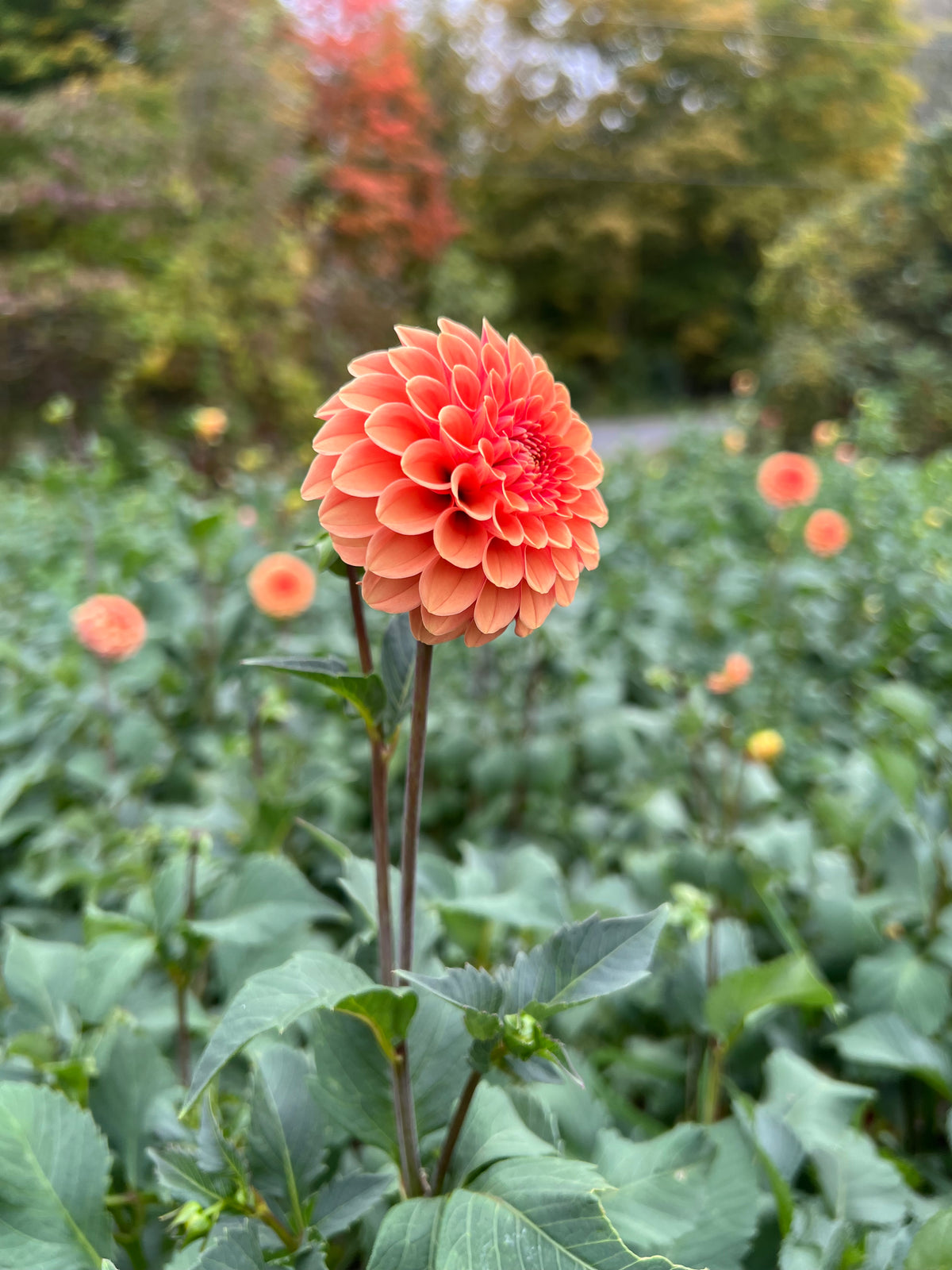 Rose Toscana Dahlia Tuber - *Not Sold Out* SALE COMING IN MARCH OF 2027