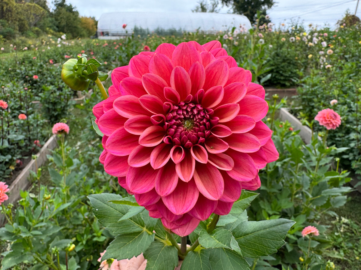 Salmon Runner Dahlia Tuber - *Not Sold Out* SALE COMING IN MARCH OF 2027