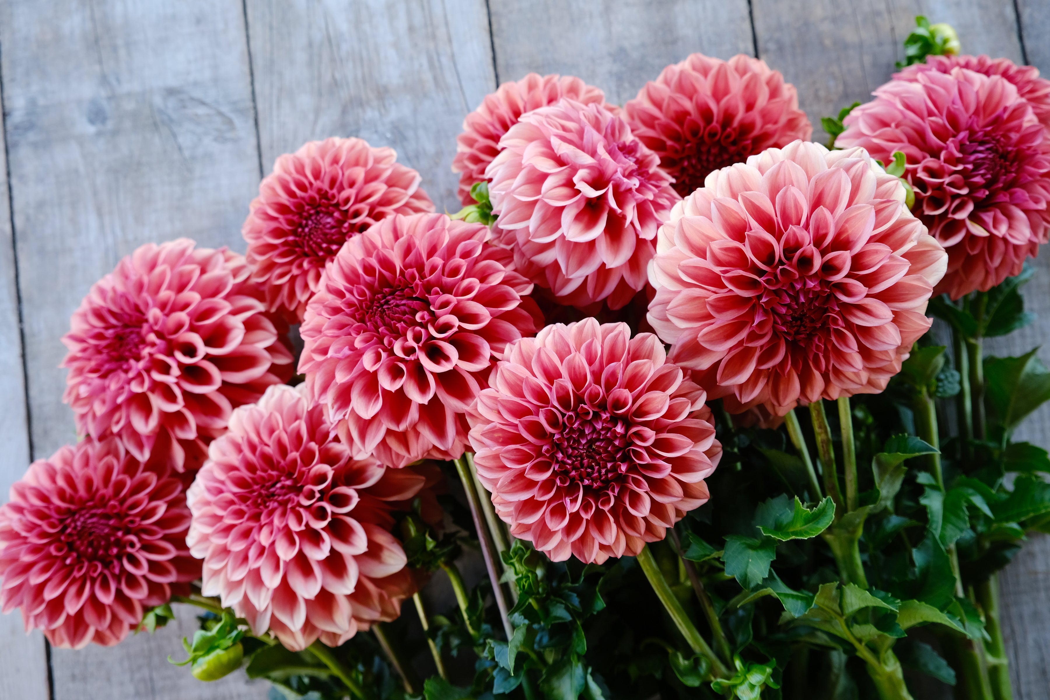 Orange Globe Dahlia Tuber