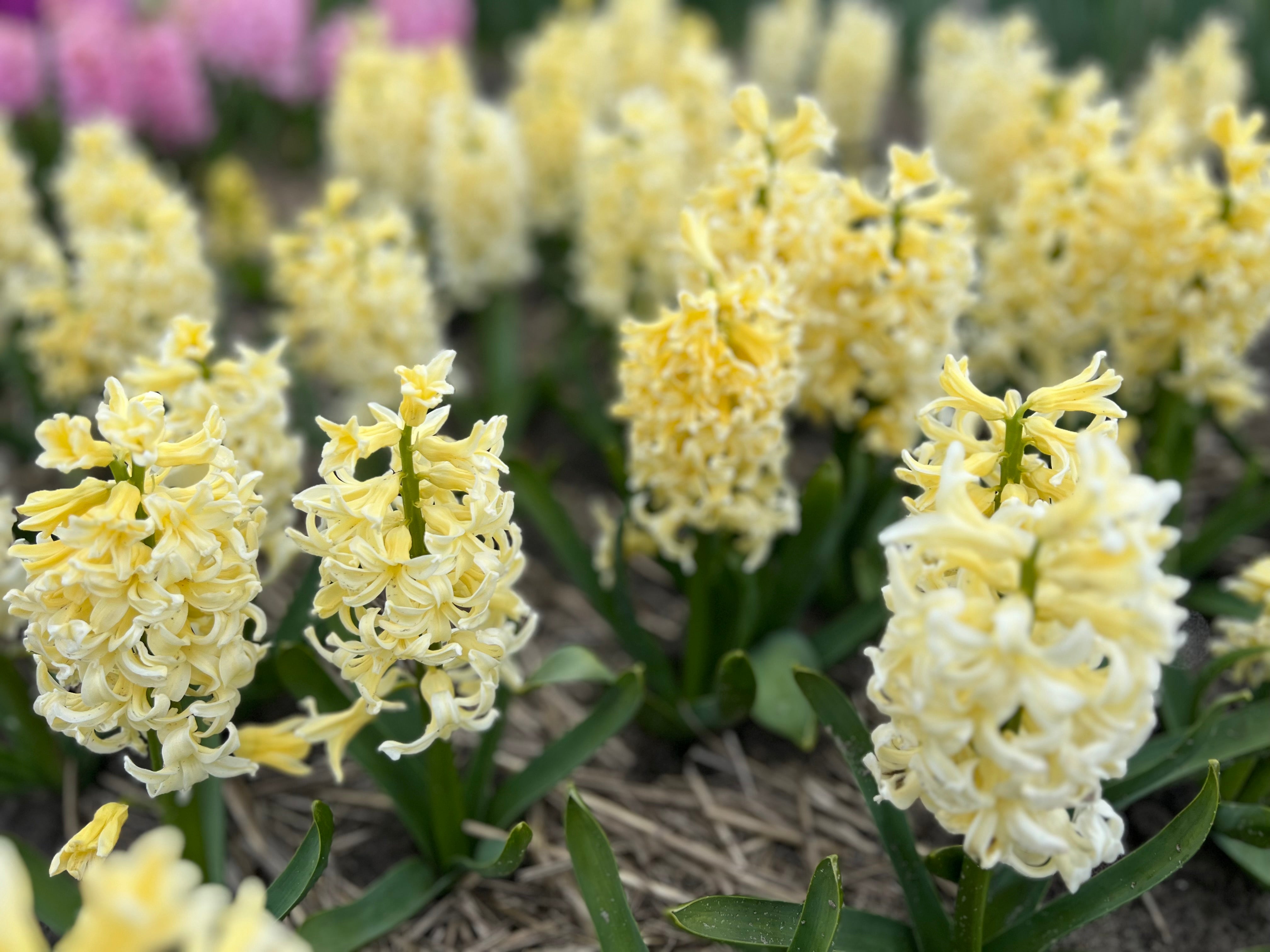 City of Haarlem Hyacinth Bulbs