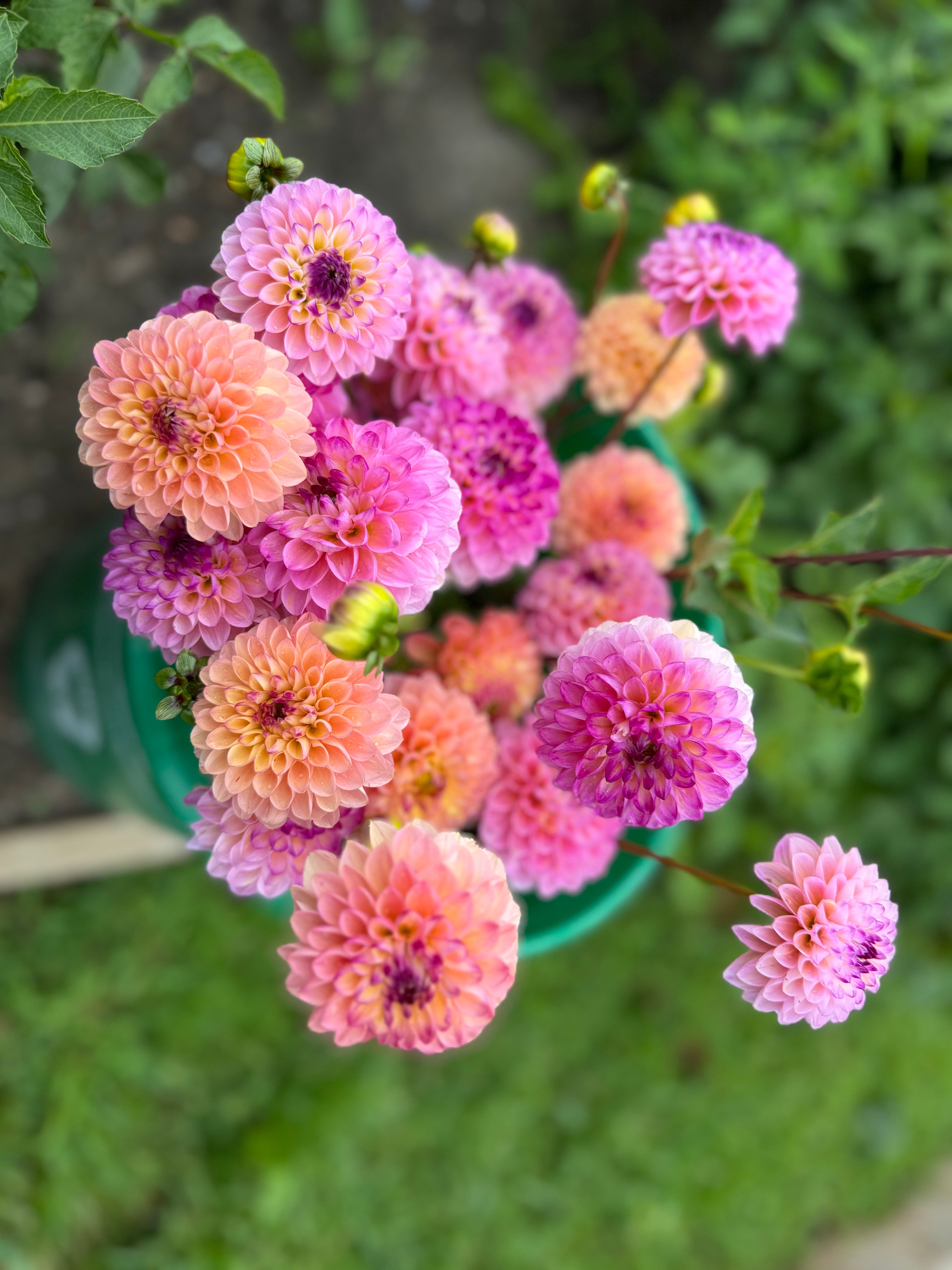 Wine Eyed Jill Dahlia Tuber - *Product NOT sold out*  SALES START MARCH 2026: Date TBA