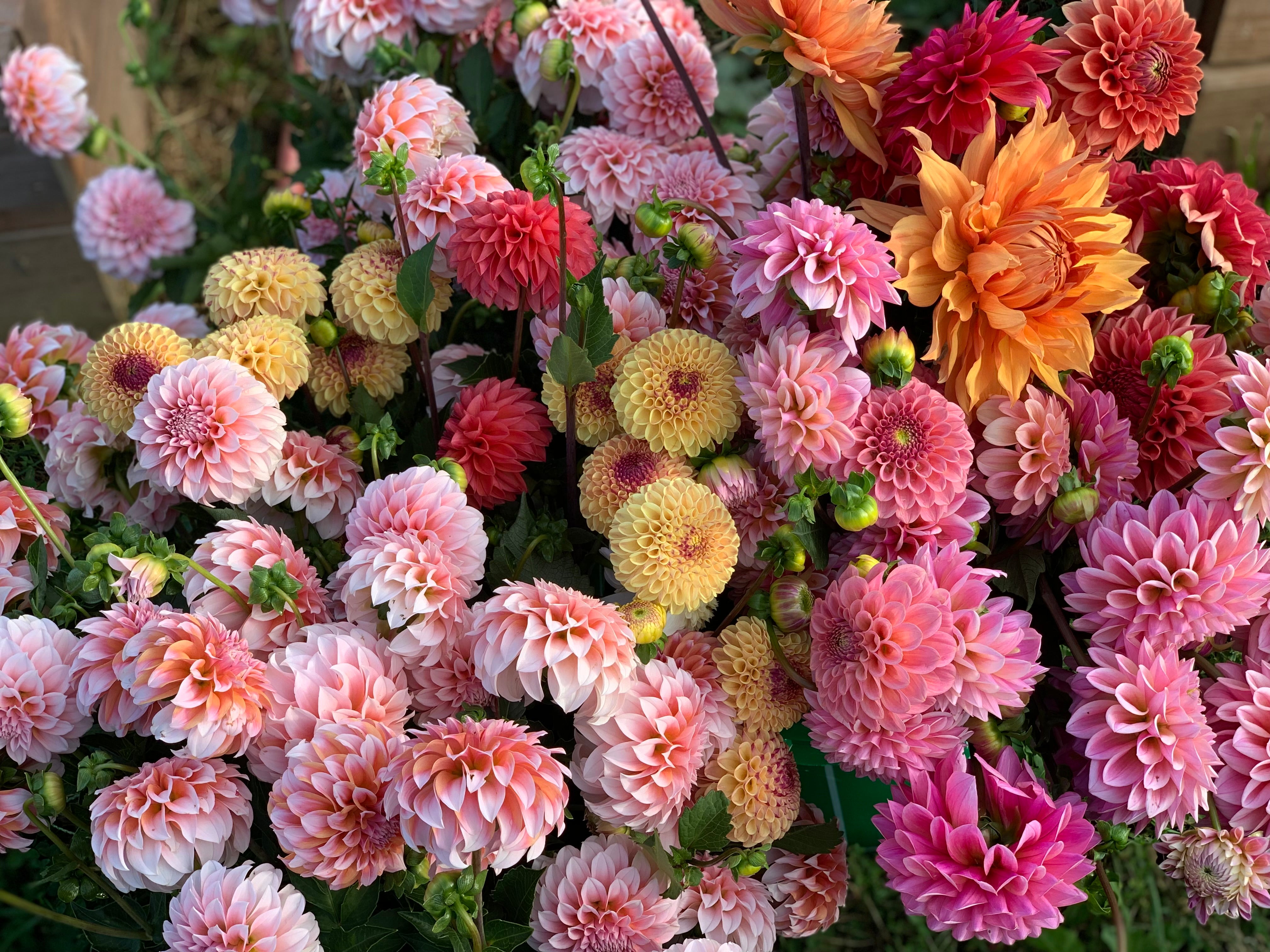 Bulk DIY Bucket of Dahlias: Growers Choice Colour Palette