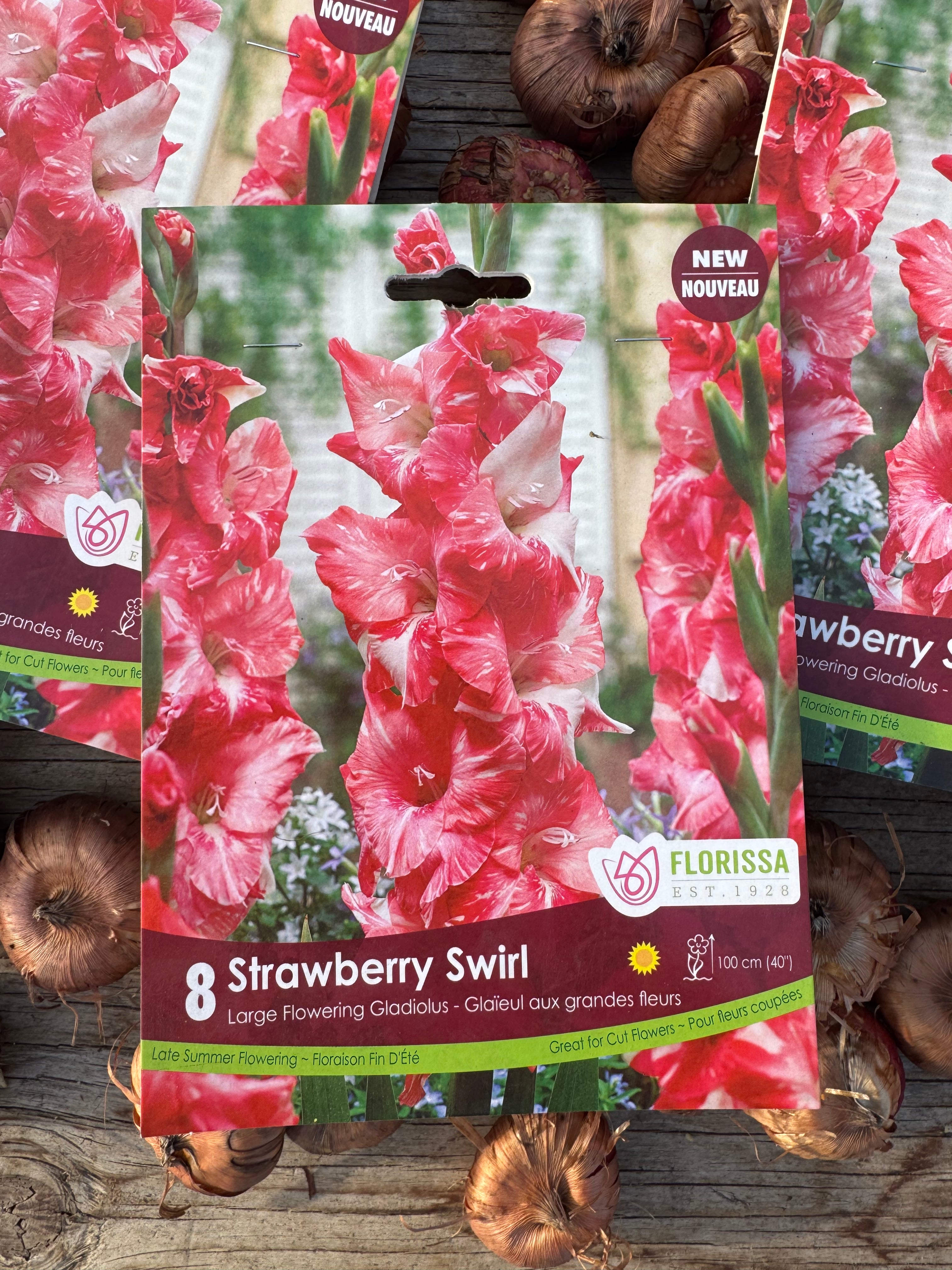 Strawberry Swirl Gladiolus Corms