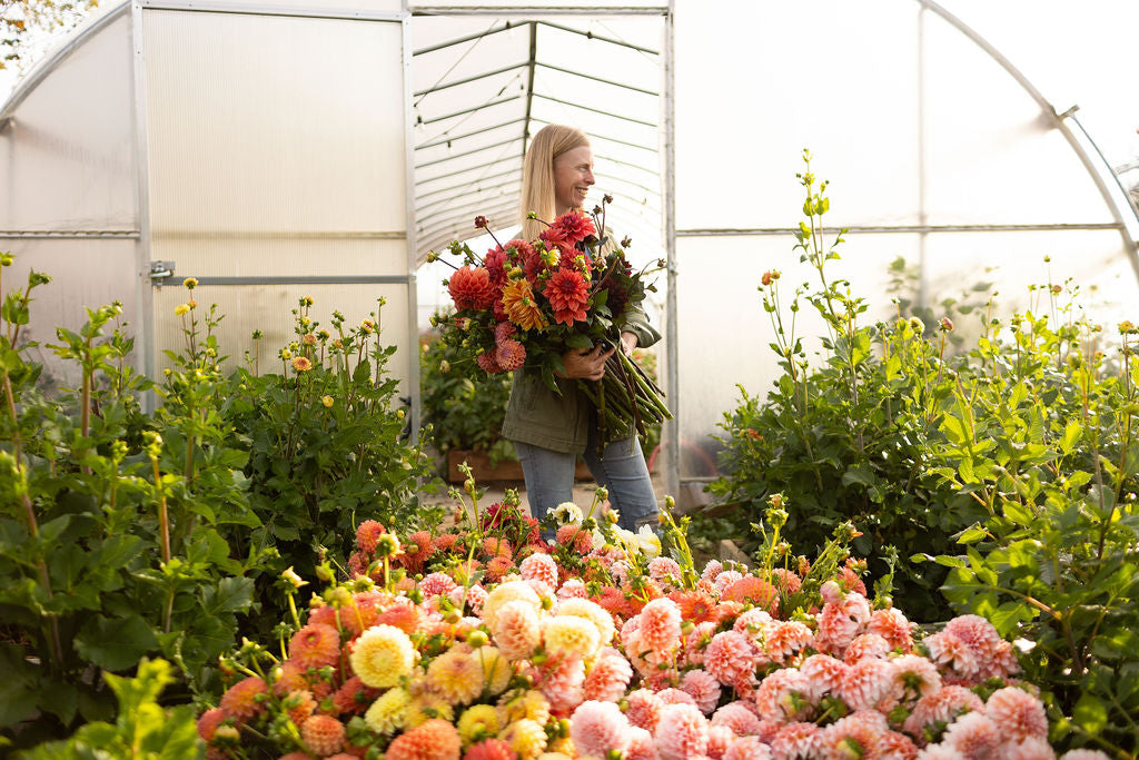 Bulk DIY Bucket of Dahlias: Growers Choice Colour Palette