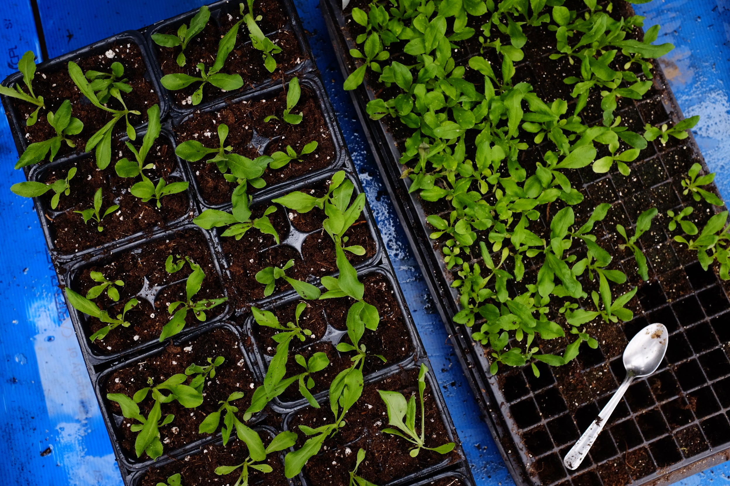 Overhead shot of seedlings in planting pots. 