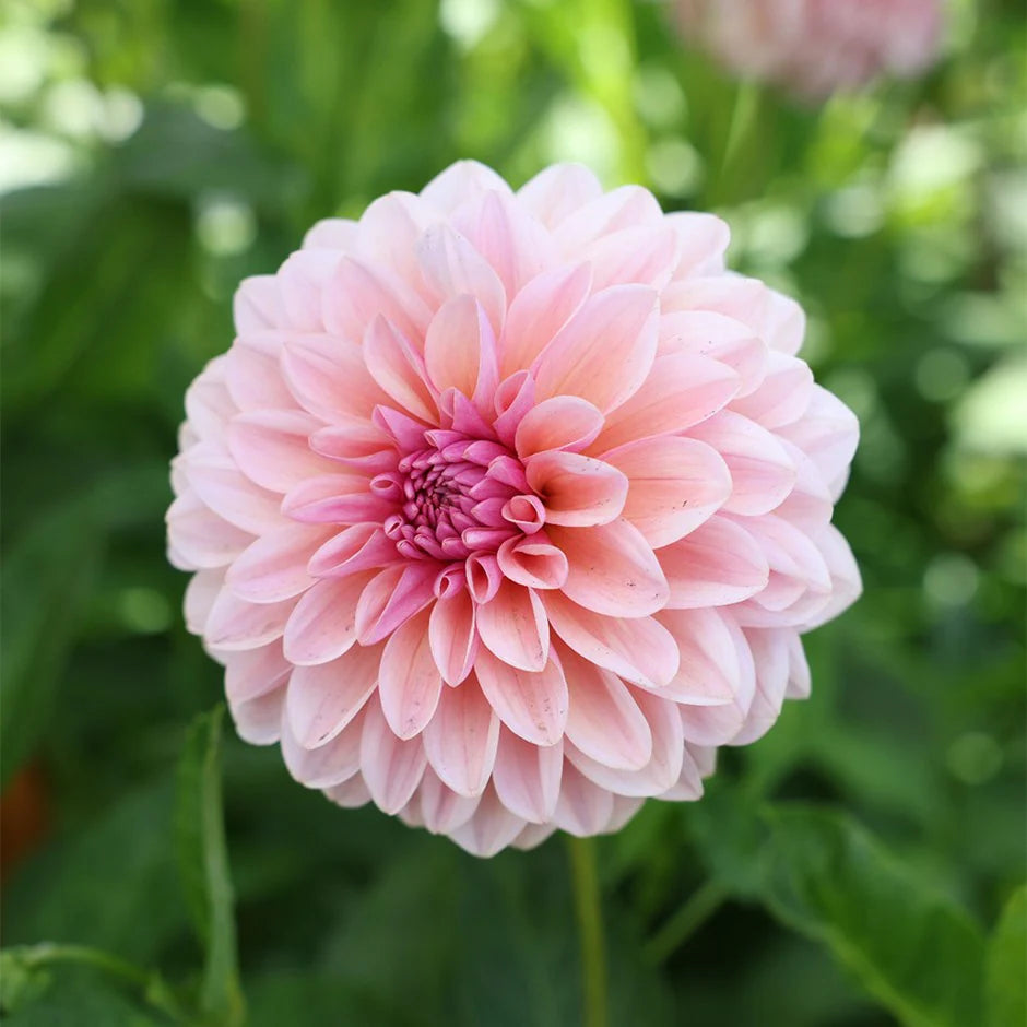 Sturm Sweet Maria Dahlia Tuber *DUTCH TUBER STOCK*