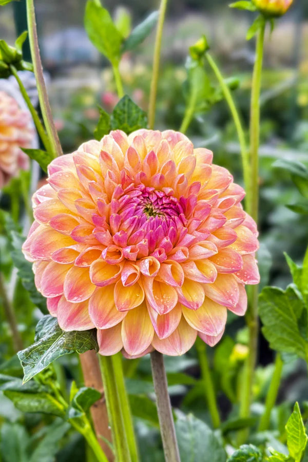 Hapet Pastel Dahlia Tuber *DUTCH TUBER STOCK*