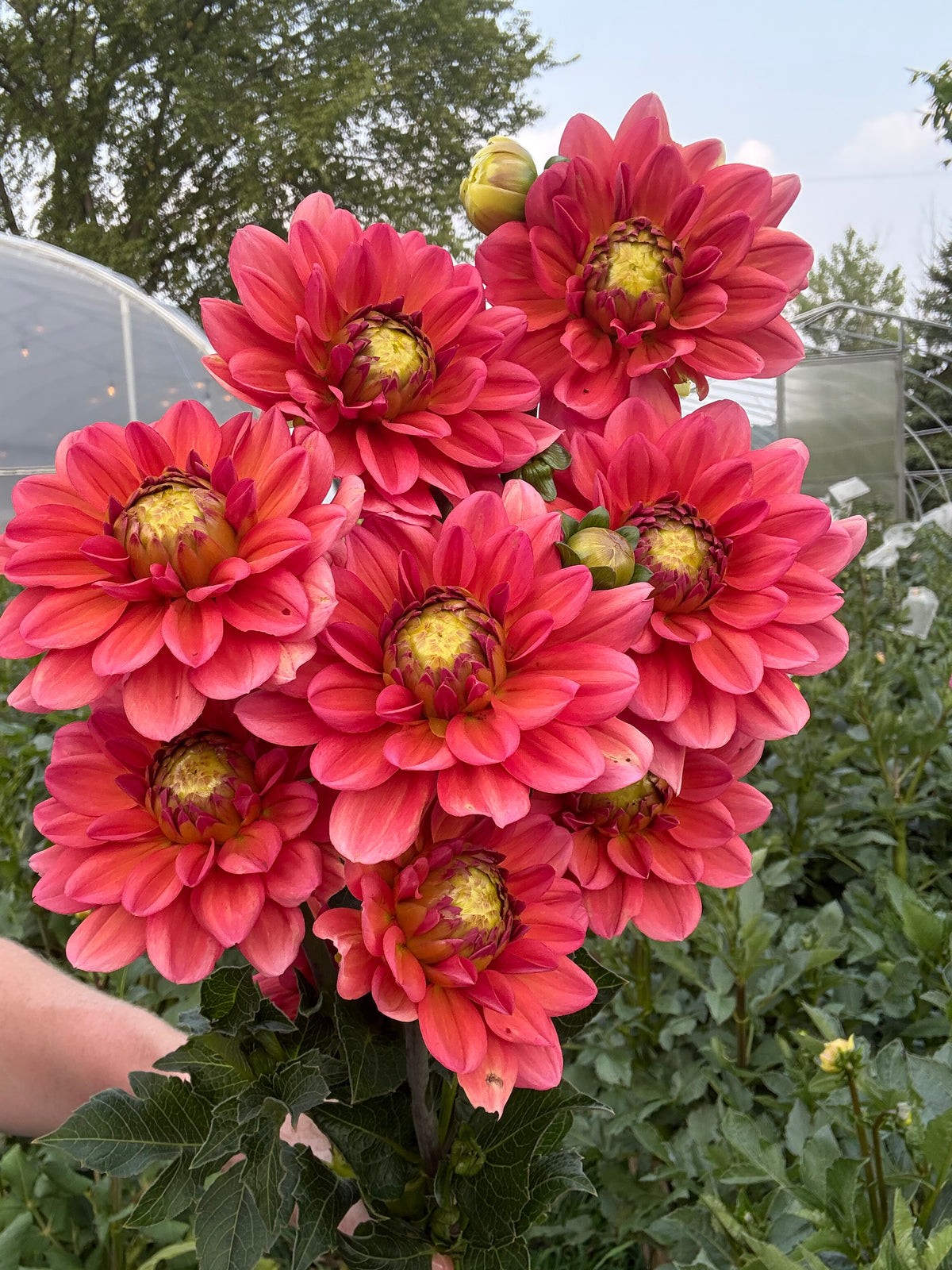 Salmon Runner Dahlia Tuber - *Not Sold Out* SALE COMING IN MARCH OF 2027