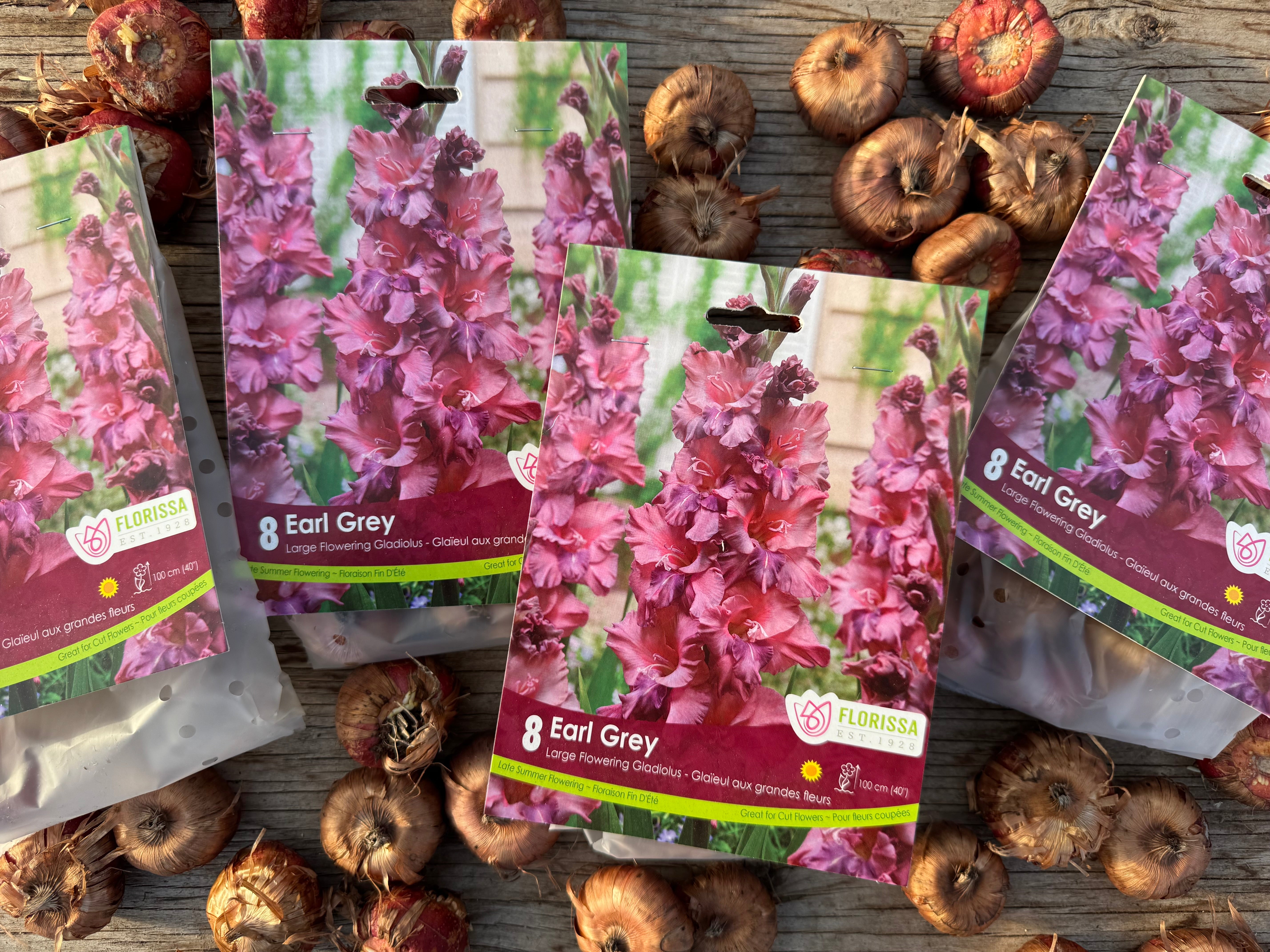 Earl Grey Gladiolus Corms