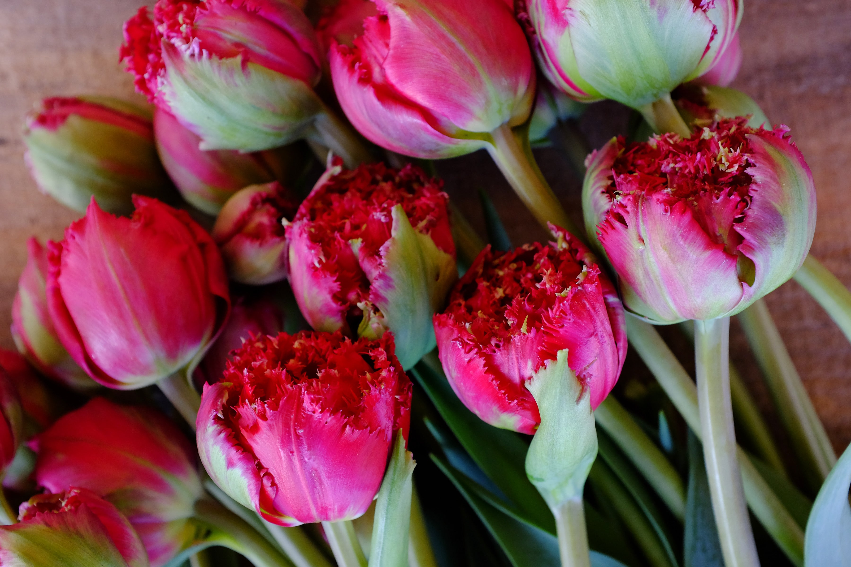 Qatar Tulip Bulbs - COMING SEPTEMBER 7TH AT 5PM