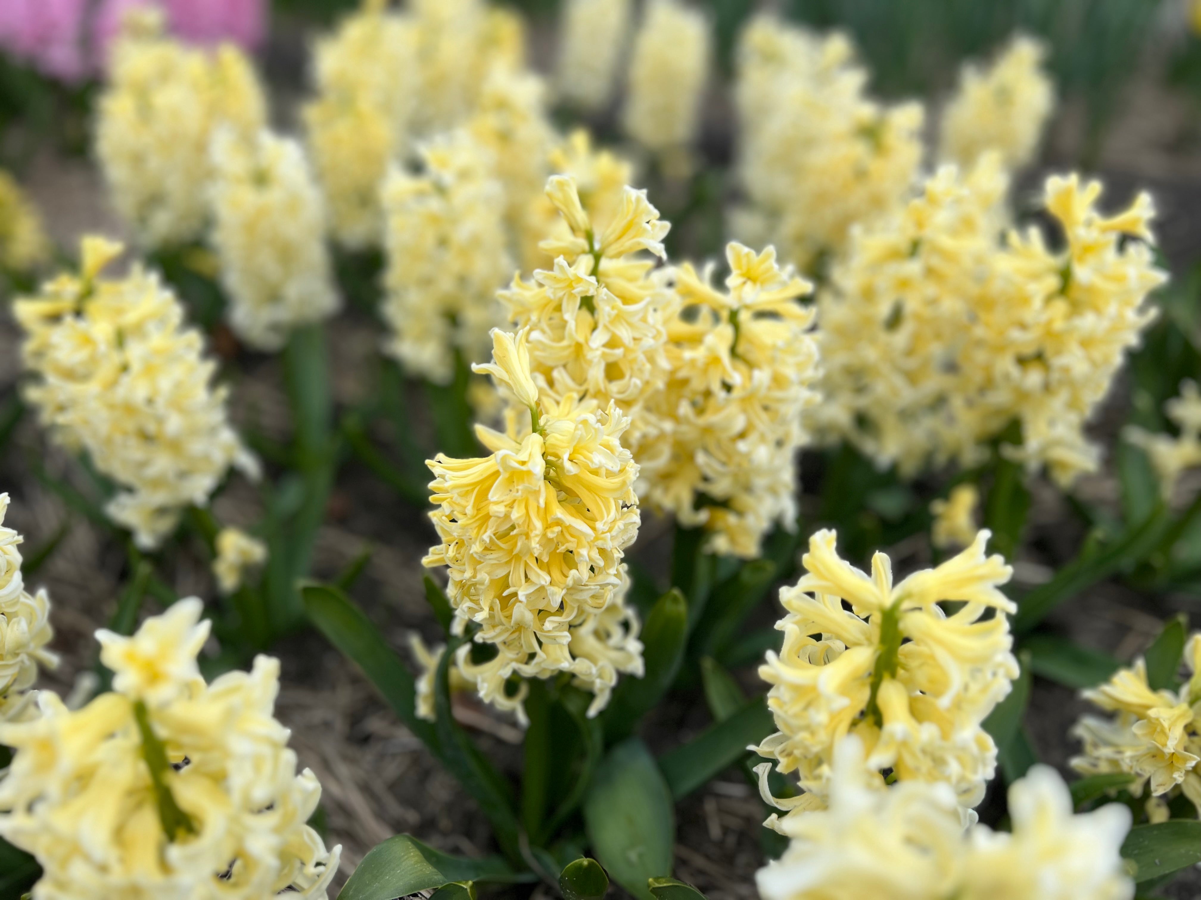 City of Haarlem Hyacinth Bulbs - COMING SEPTEMBER 7TH AT 5PM