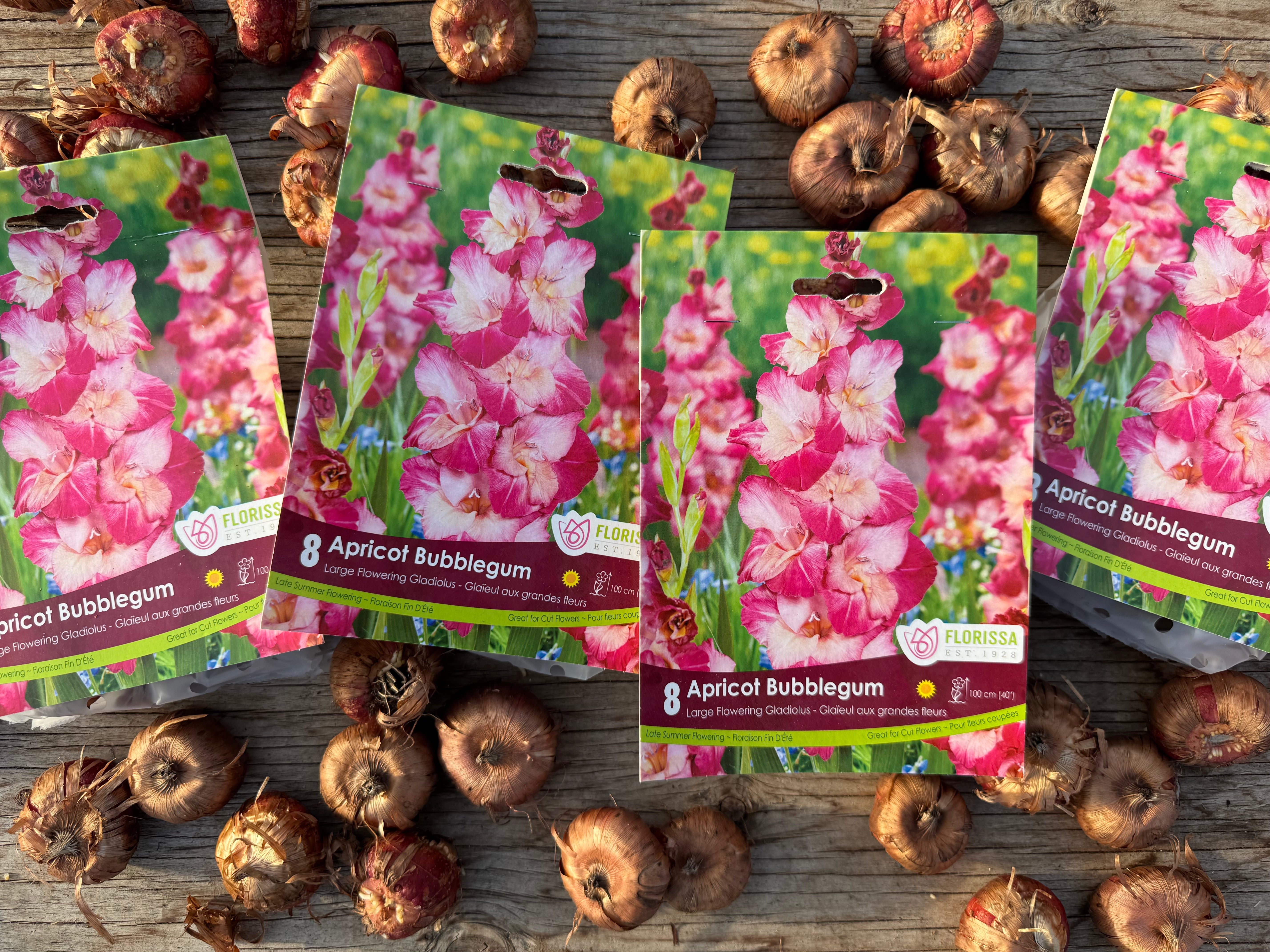 Apricot Bubblegum Gladiolus Corms