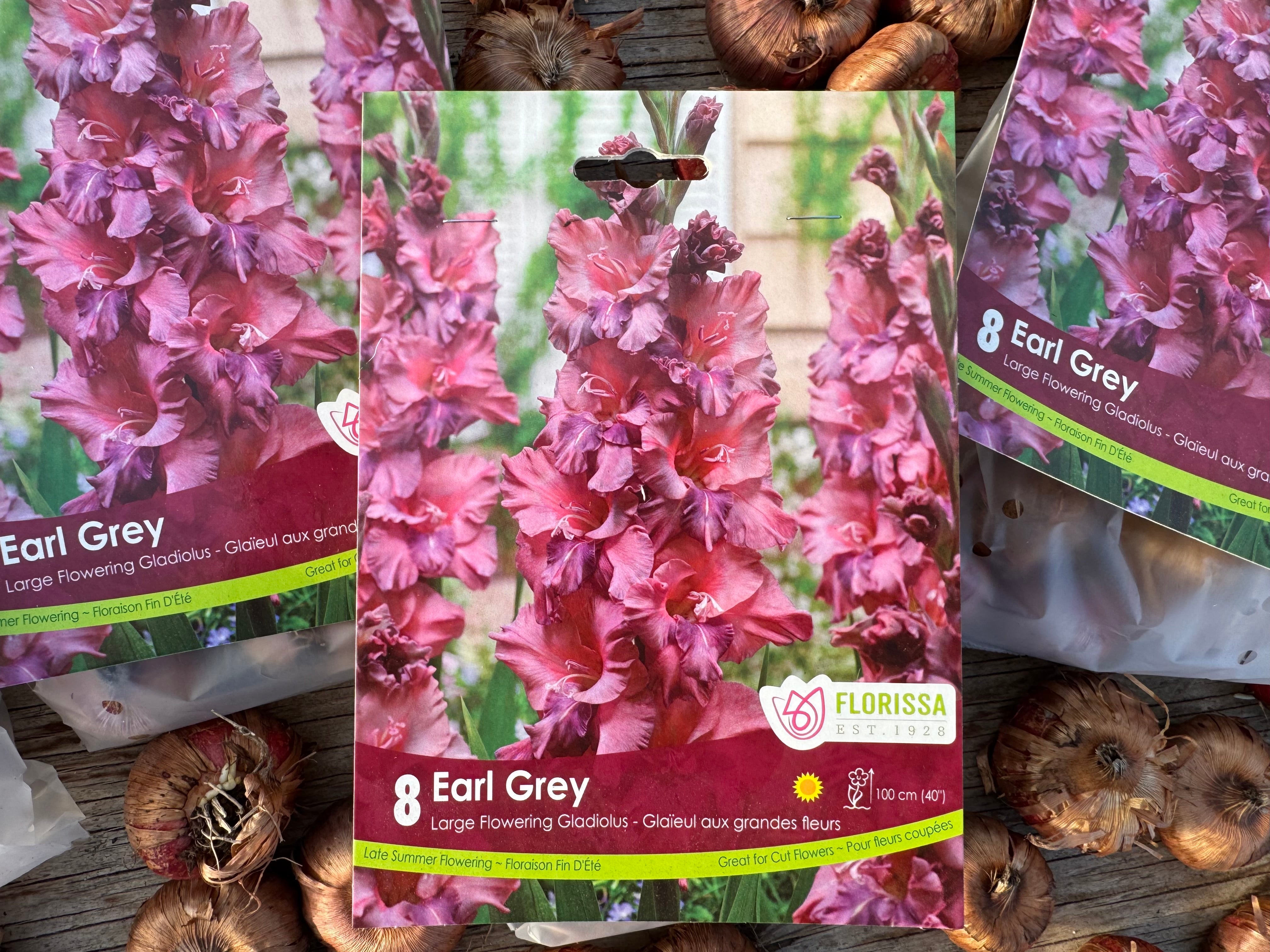 Earl Grey Gladiolus Corms