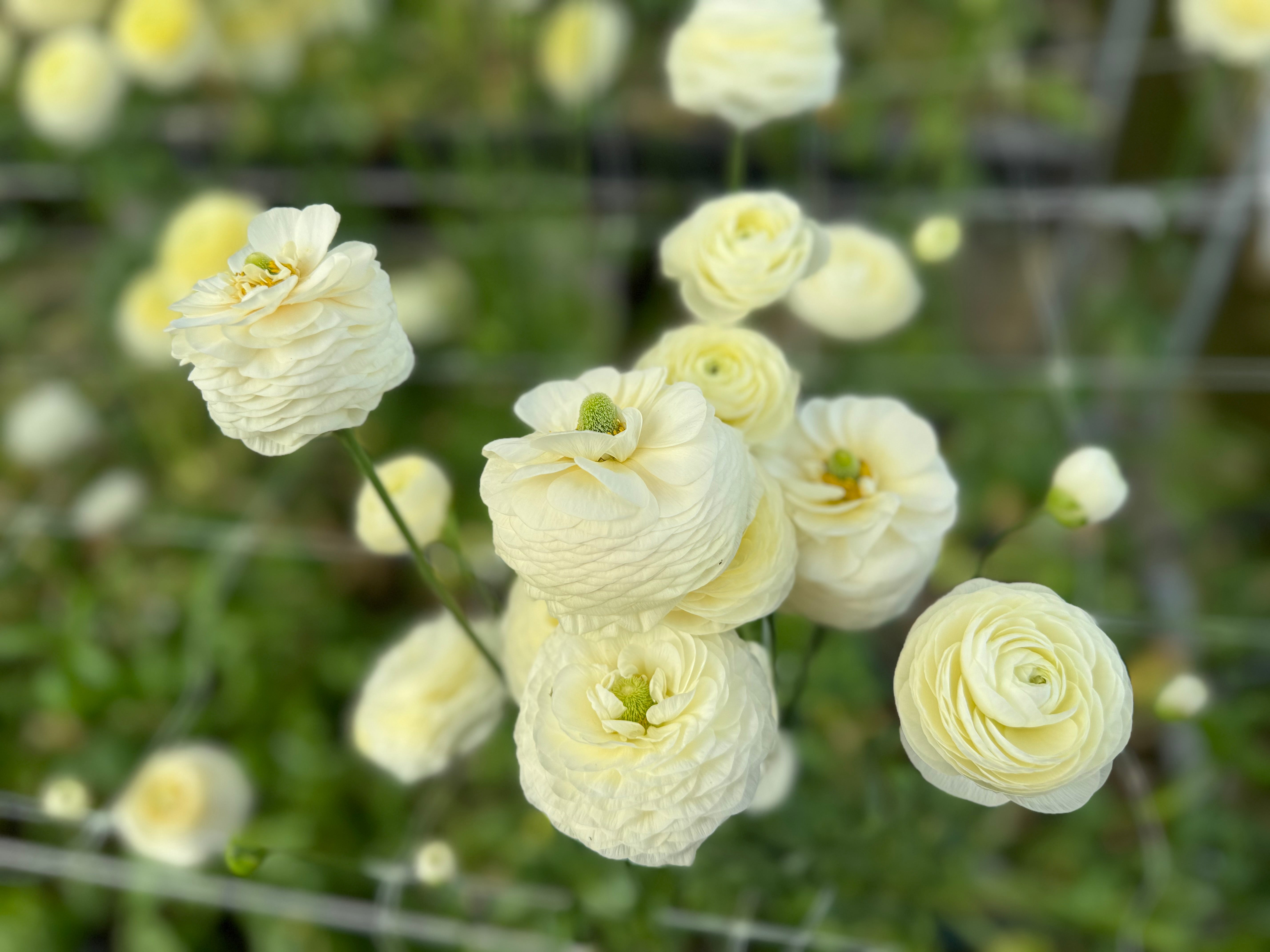 Italian Ranunculus Crema Corms - COMING SEPTEMBER 7TH AT 5PM