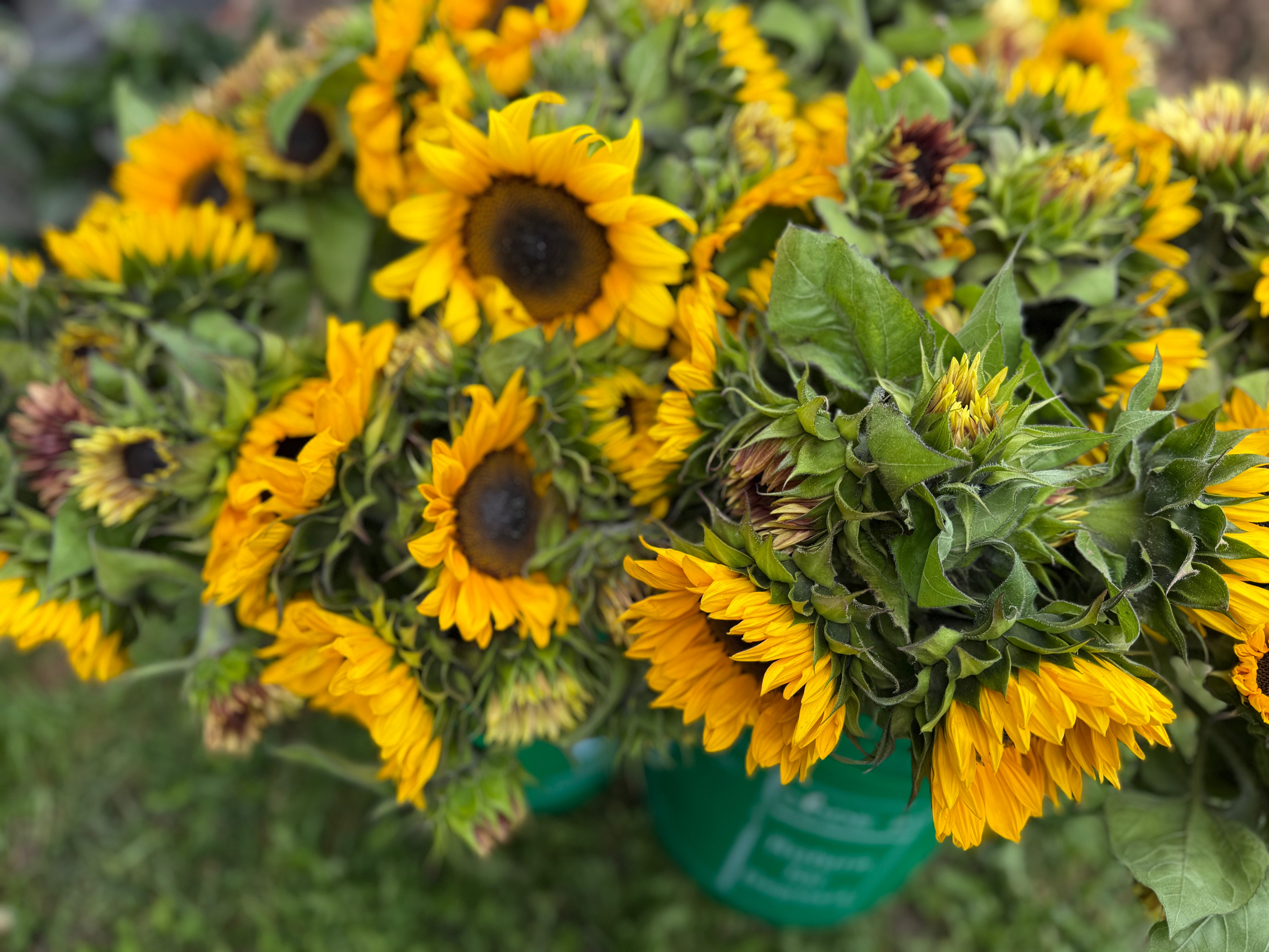 Trenton Memorial Hospital Fundraiser: Sunflowers