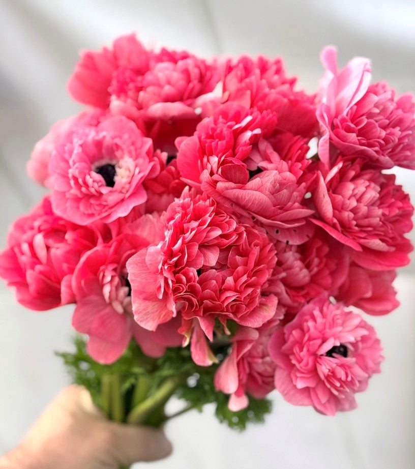 Italian Mistral Anemone Levante Rose Corms - COMING SEPTEMBER 6TH AT 5PM