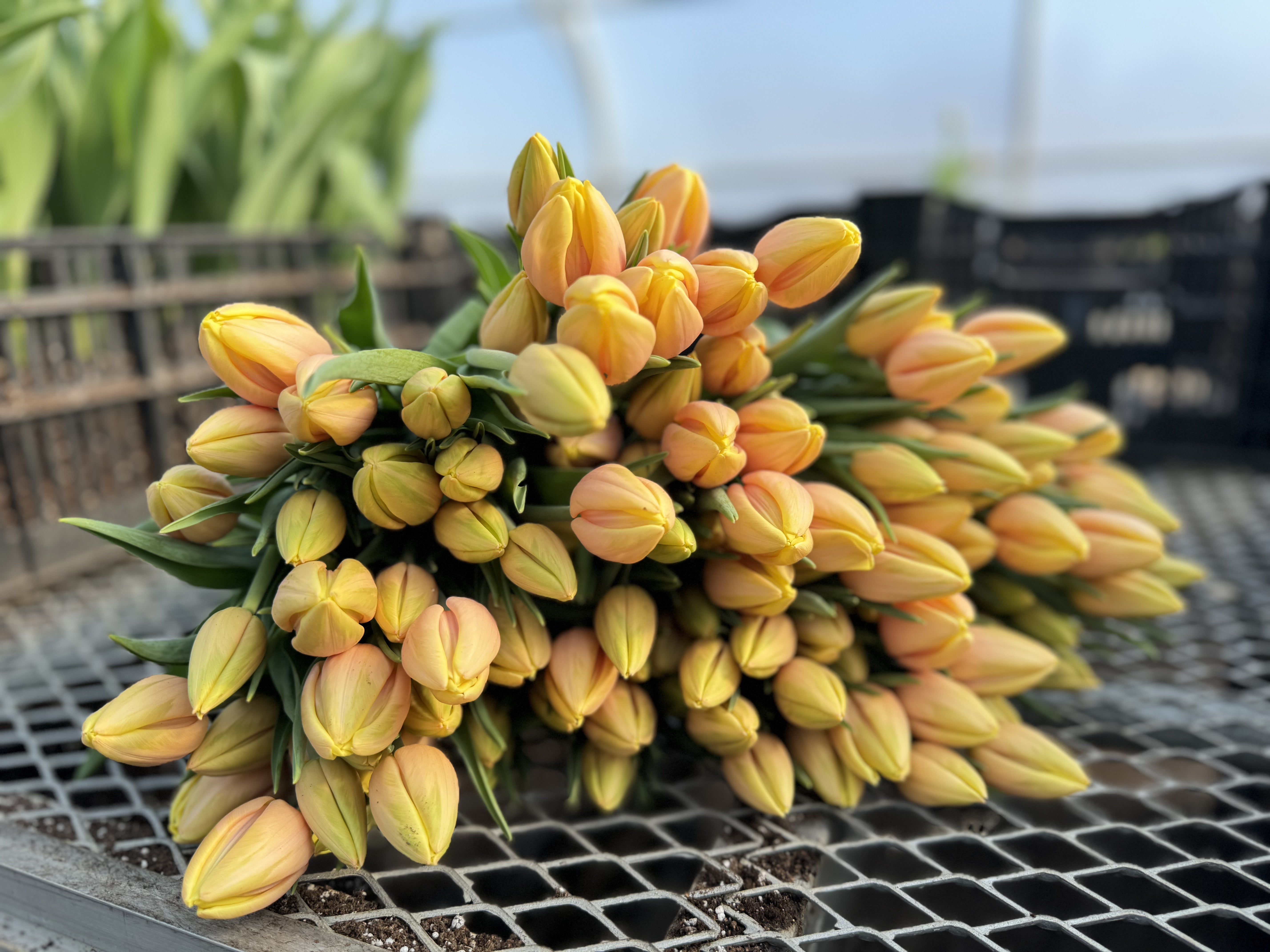 Mango Charm Tulip Bulbs