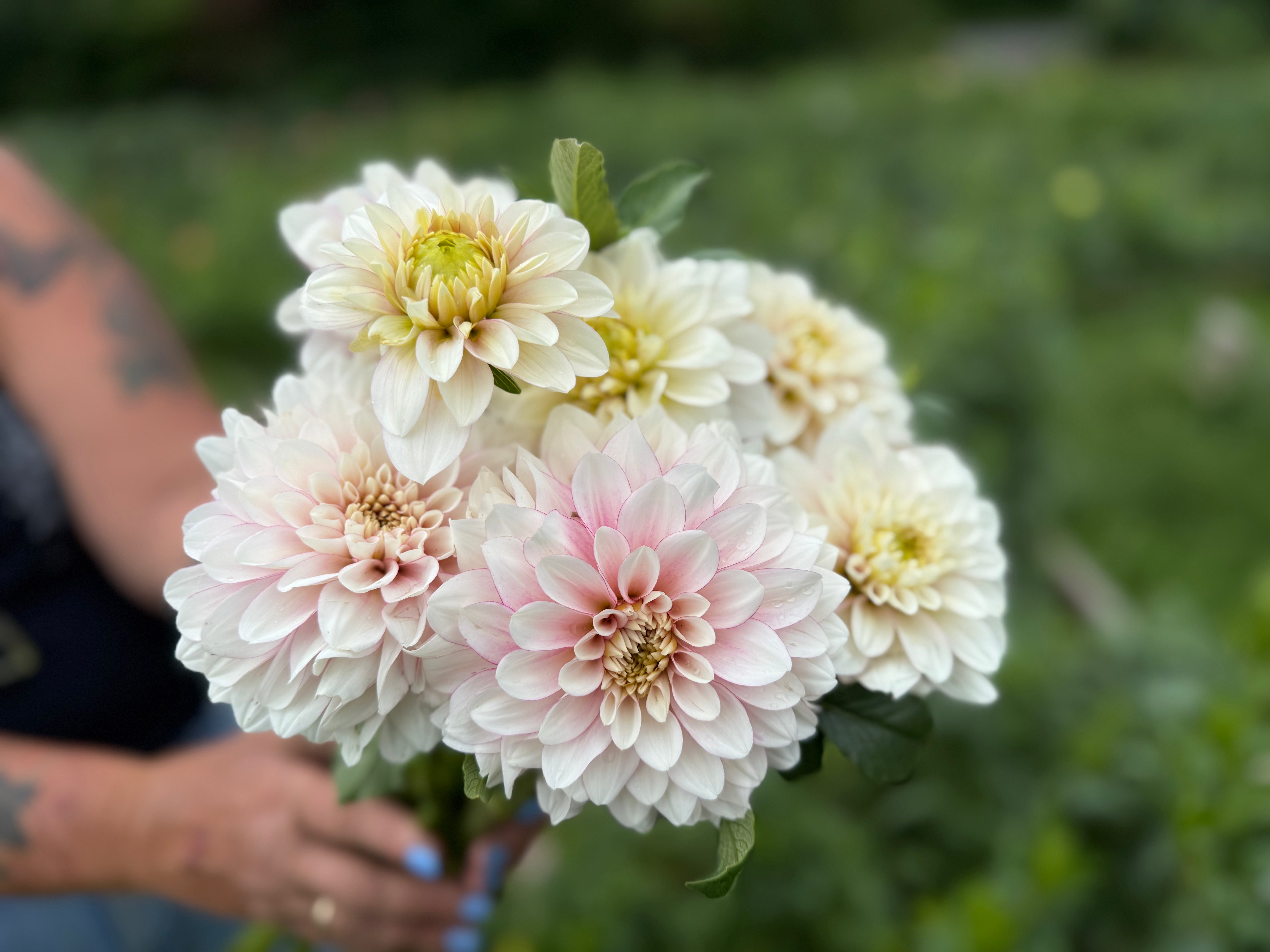 Christo Dahlia Tuber - *Not Sold Out* SALE COMING IN MARCH OF 2027