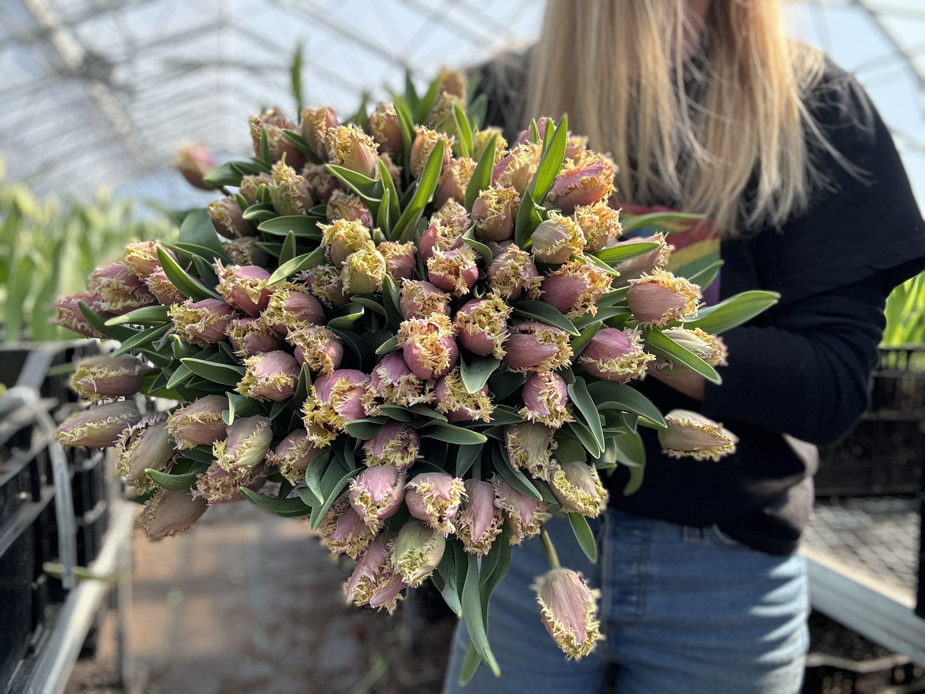 Crunchy Cummins Tulip Bulbs - COMING SEPTEMBER 7TH AT 5PM