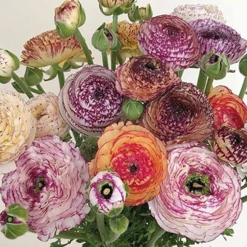 Italian Ranunculus Pastello Striato