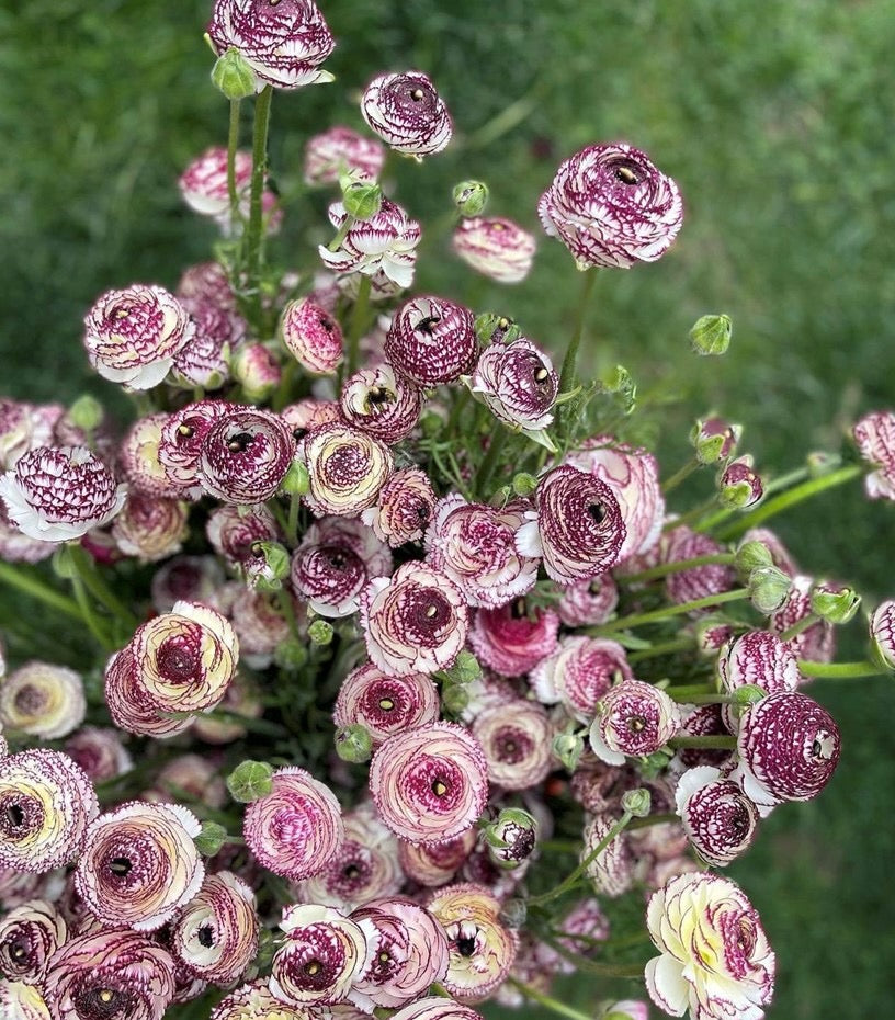 Italian Ranunculus Bianco Striato Corms - COMING SEPTEMBER 6TH AT 5PM