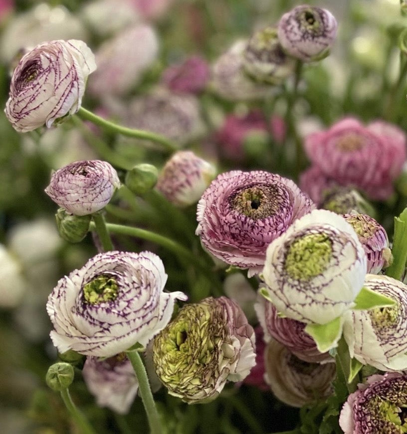 Italian Ranunculus Bianco Striato Corms - COMING SEPTEMBER 6TH AT 5PM