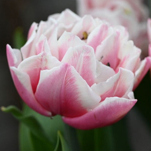 Sambuca Tulip Bulbs - COMING SEPTEMBER 6TH AT 5PM