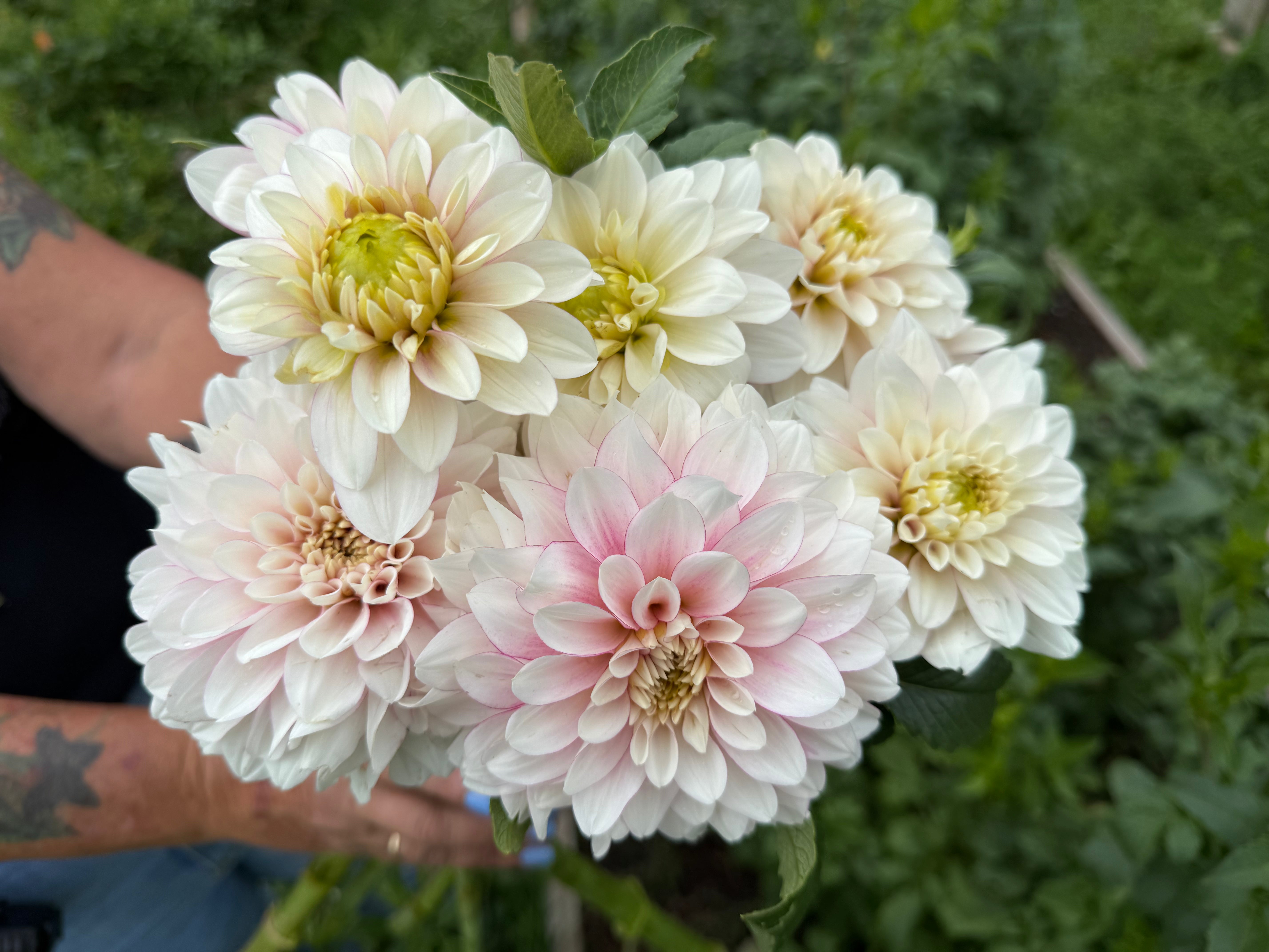 Christo Dahlia Tuber - *Not Sold Out* SALE COMING IN MARCH OF 2027