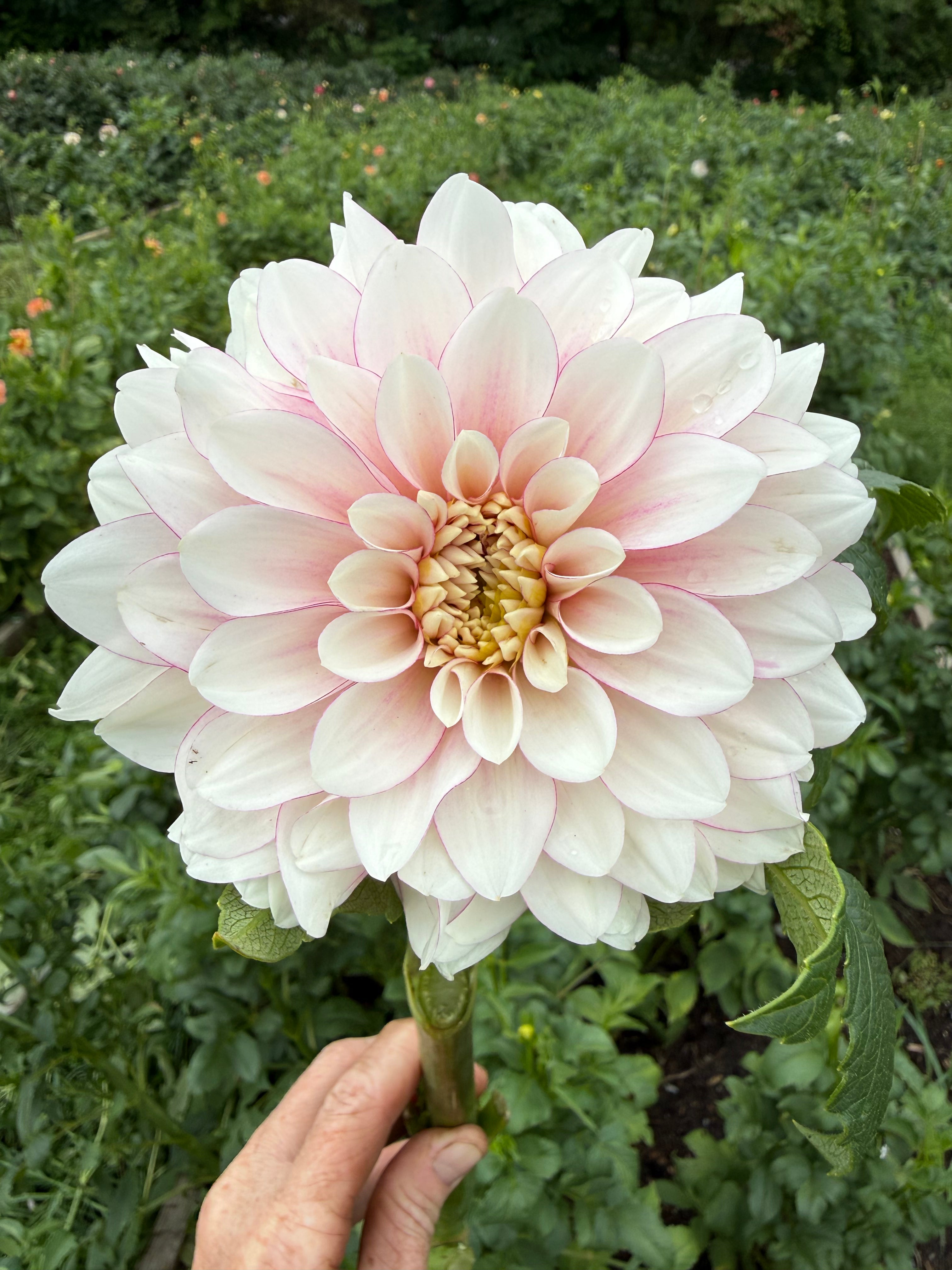 Christo Dahlia Tuber - *Not Sold Out* SALE COMING IN MARCH OF 2027