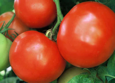 Classic Tomato Seedlings