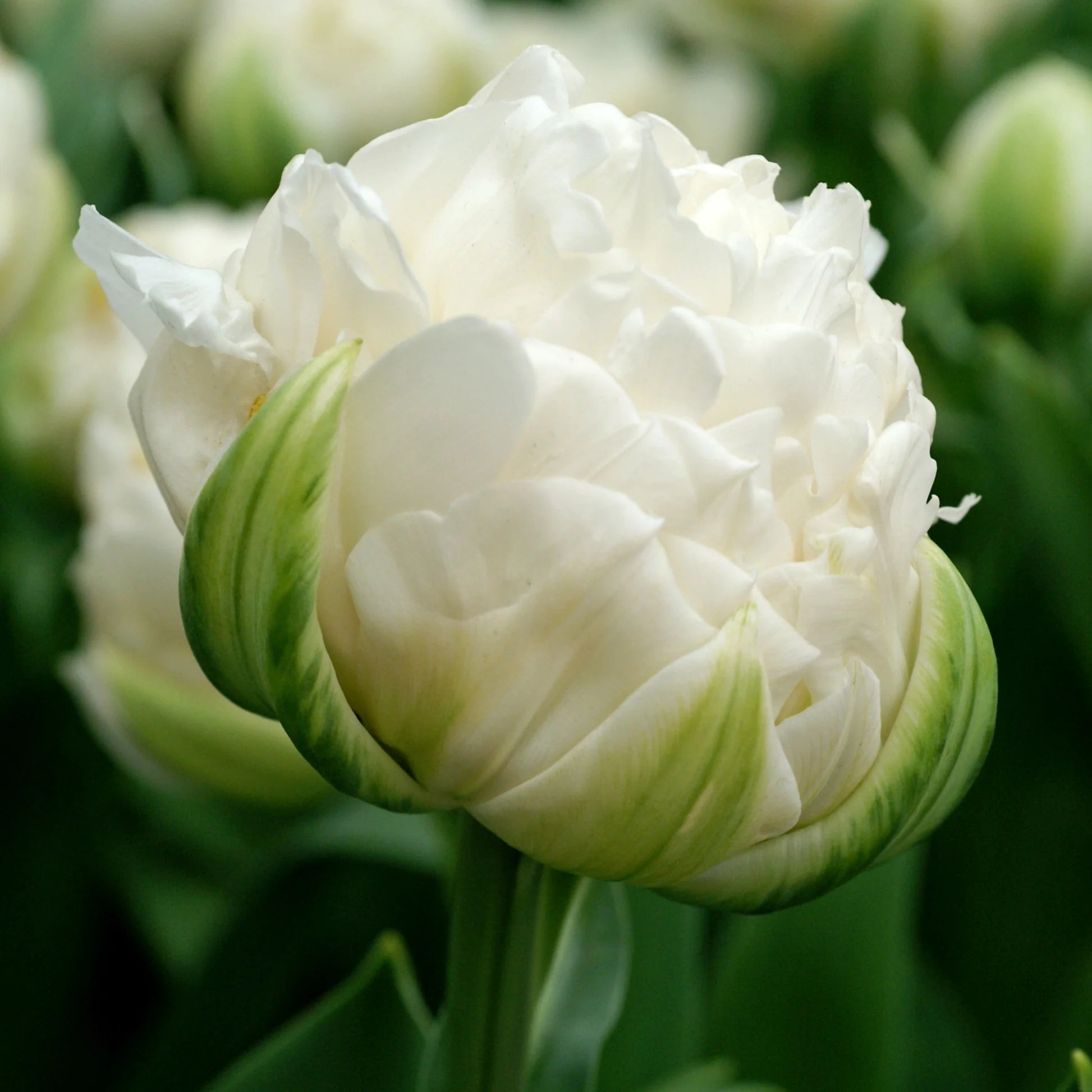 Mount Tacoma Tulip Bulbs - COMING SEPTEMBER 7TH AT 5PM
