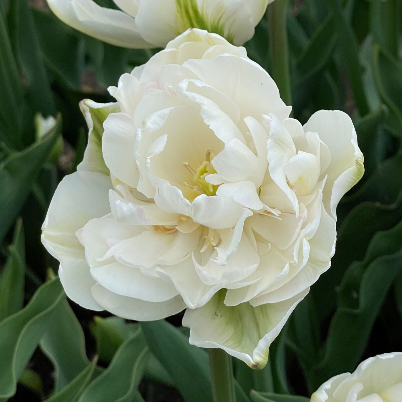 Mount Tacoma Tulip Bulbs - COMING SEPTEMBER 7TH AT 5PM