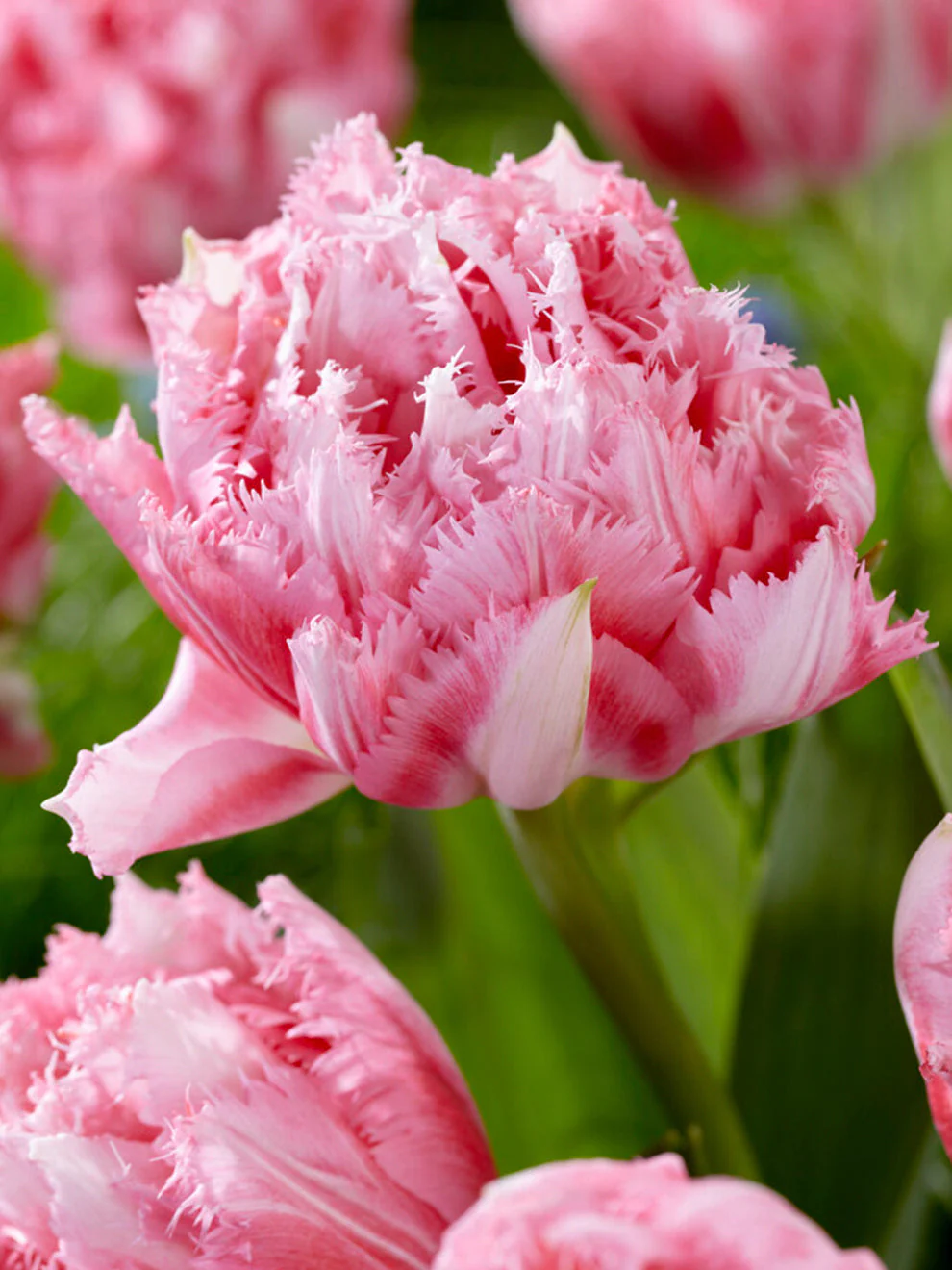 Crispion Sweet Tulip Bulbs - COMING SEPTEMBER 7TH AT 5PM