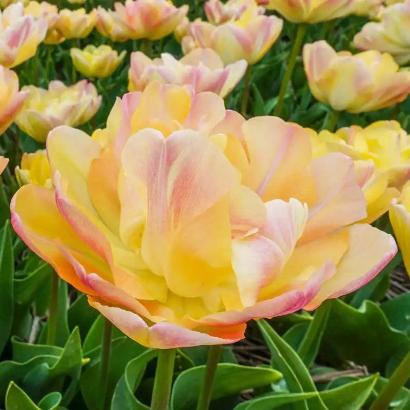 Close-up of a yellow and pink tulip fully open with more tulips in the background.