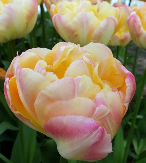 Creme Upstar Tulip Bulbs - COMING SEPTEMBER 7TH AT 5PM