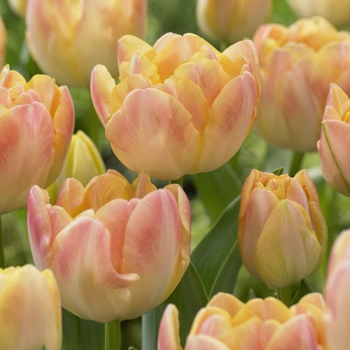 Creme Upstar Tulip Bulbs - COMING SEPTEMBER 7TH AT 5PM