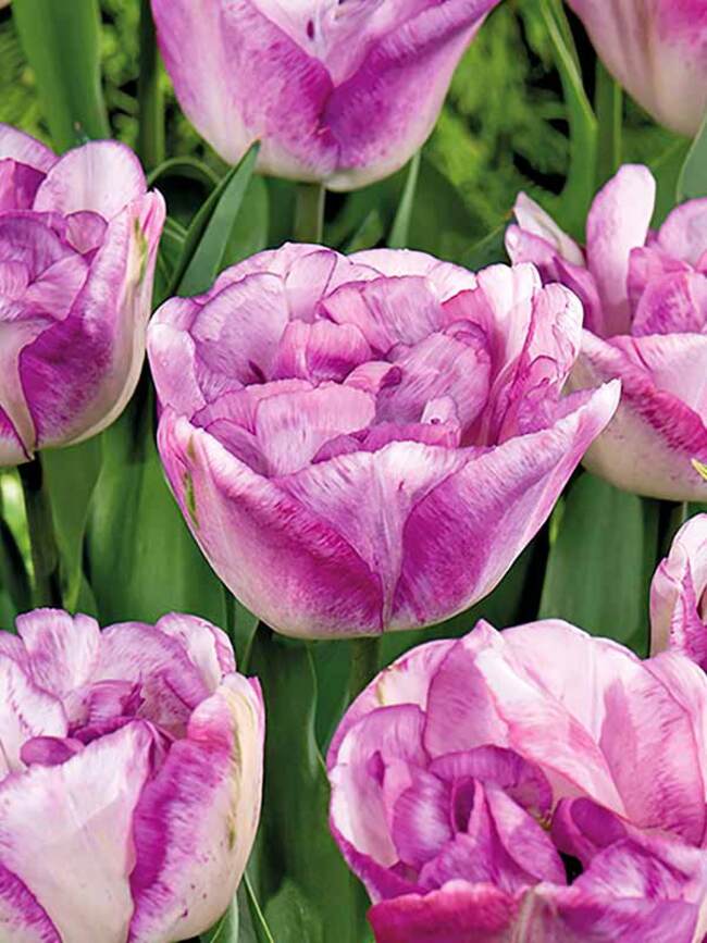 Double Shirley Tulip Bulbs - COMING SEPTEMBER 7TH AT 5PM