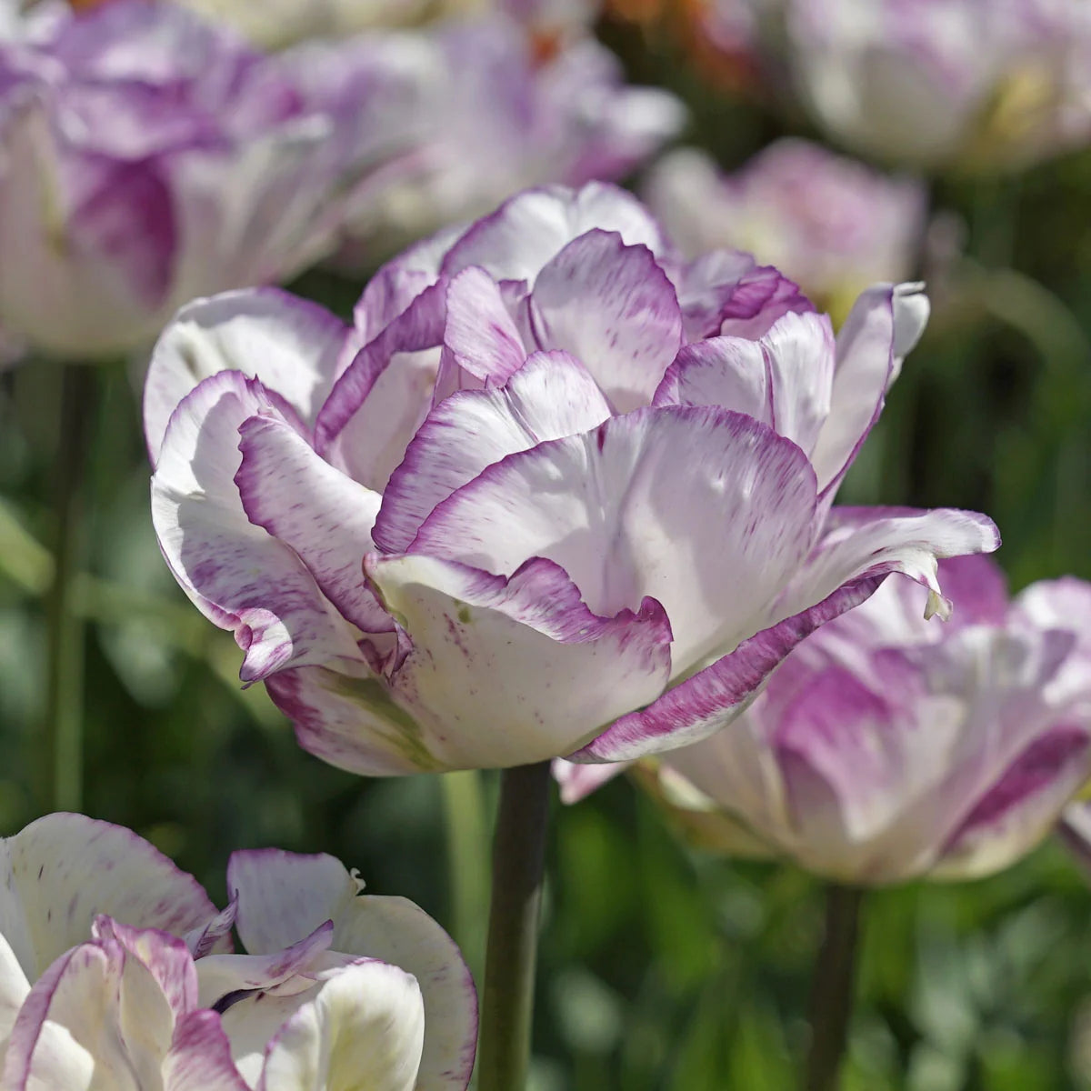 Double Shirley Tulip Bulbs - COMING SEPTEMBER 7TH AT 5PM