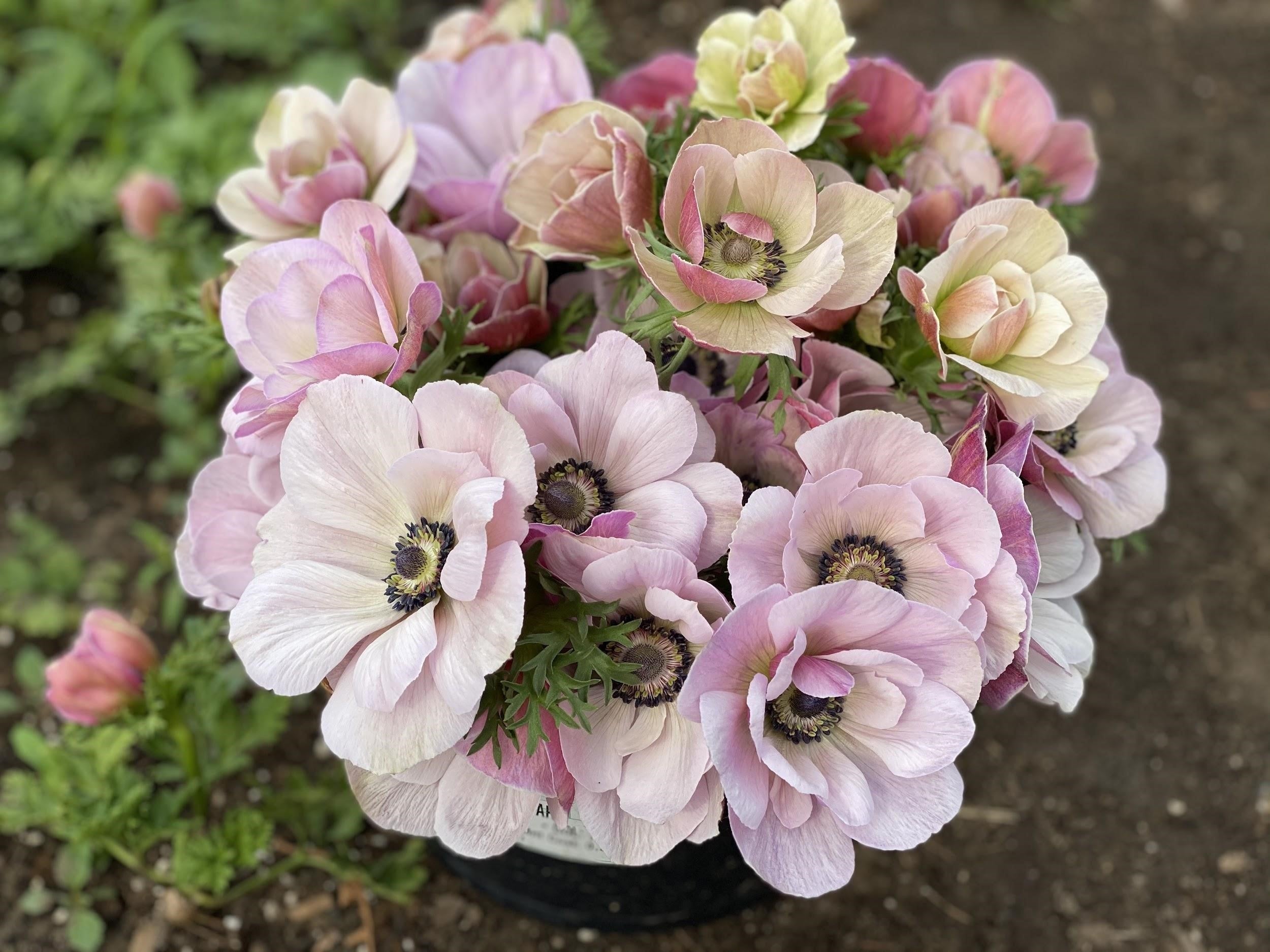 Italian Mistral Anemone Rarity Corms - COMING SEPTEMBER 7TH AT 5PM