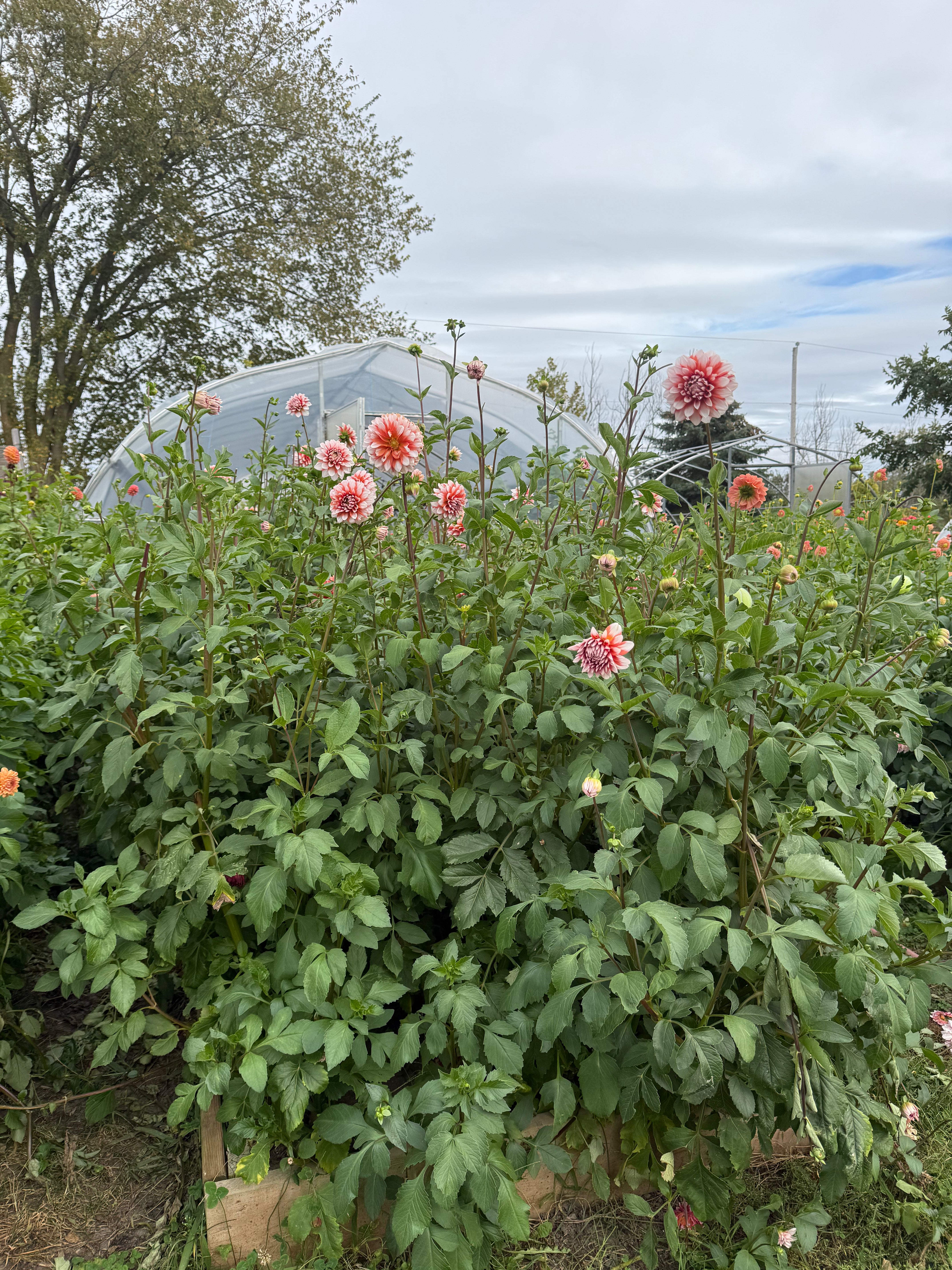 A La Mode Dahlia Tuber - *Not Sold Out* SALE COMING IN MARCH OF 2027